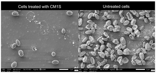 Impact of Submerged Fermentation Parameters on Proteins Extracted