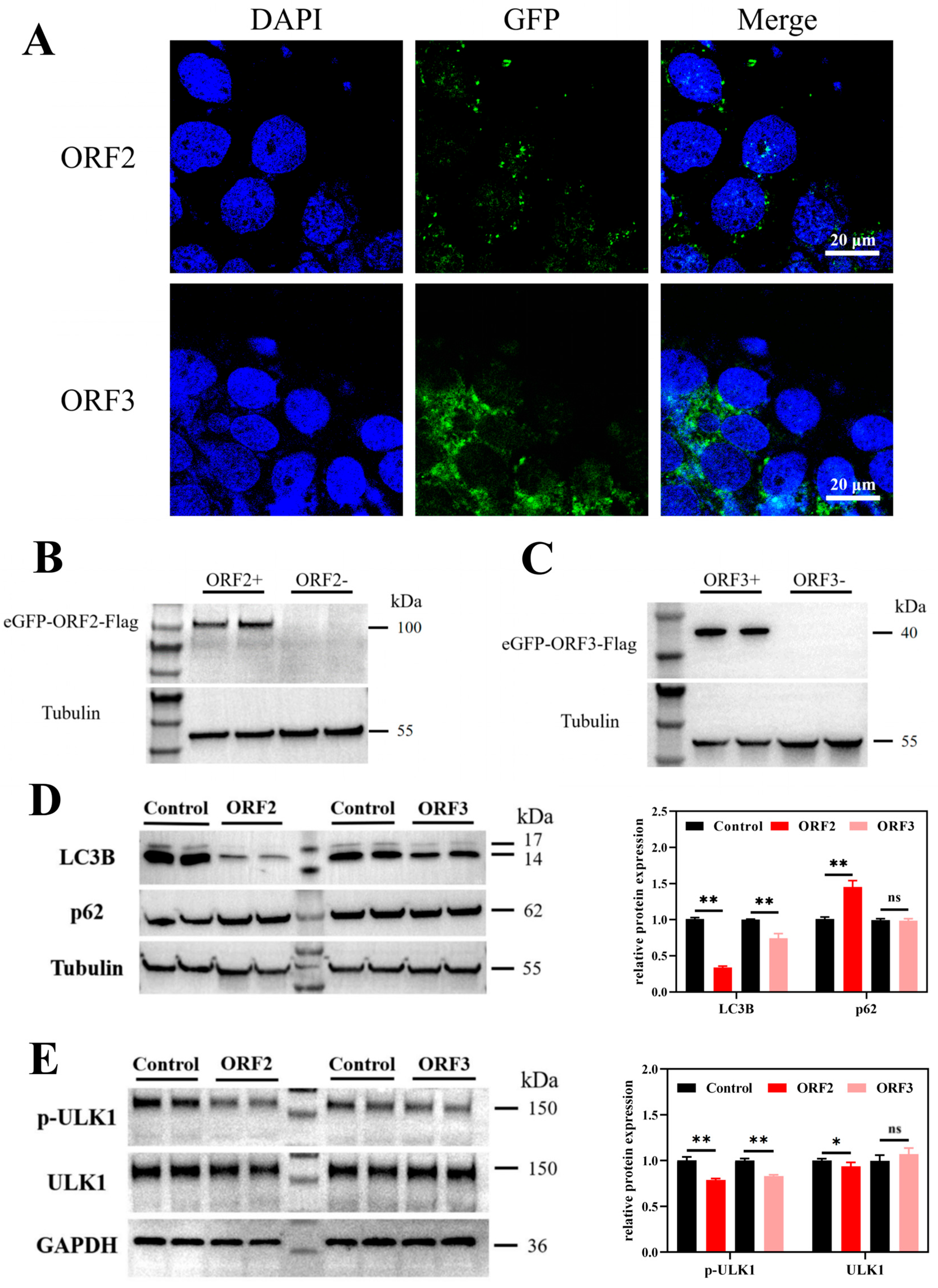 Microorganisms 14 00181 g001 Microorganisms 14 00181 g001