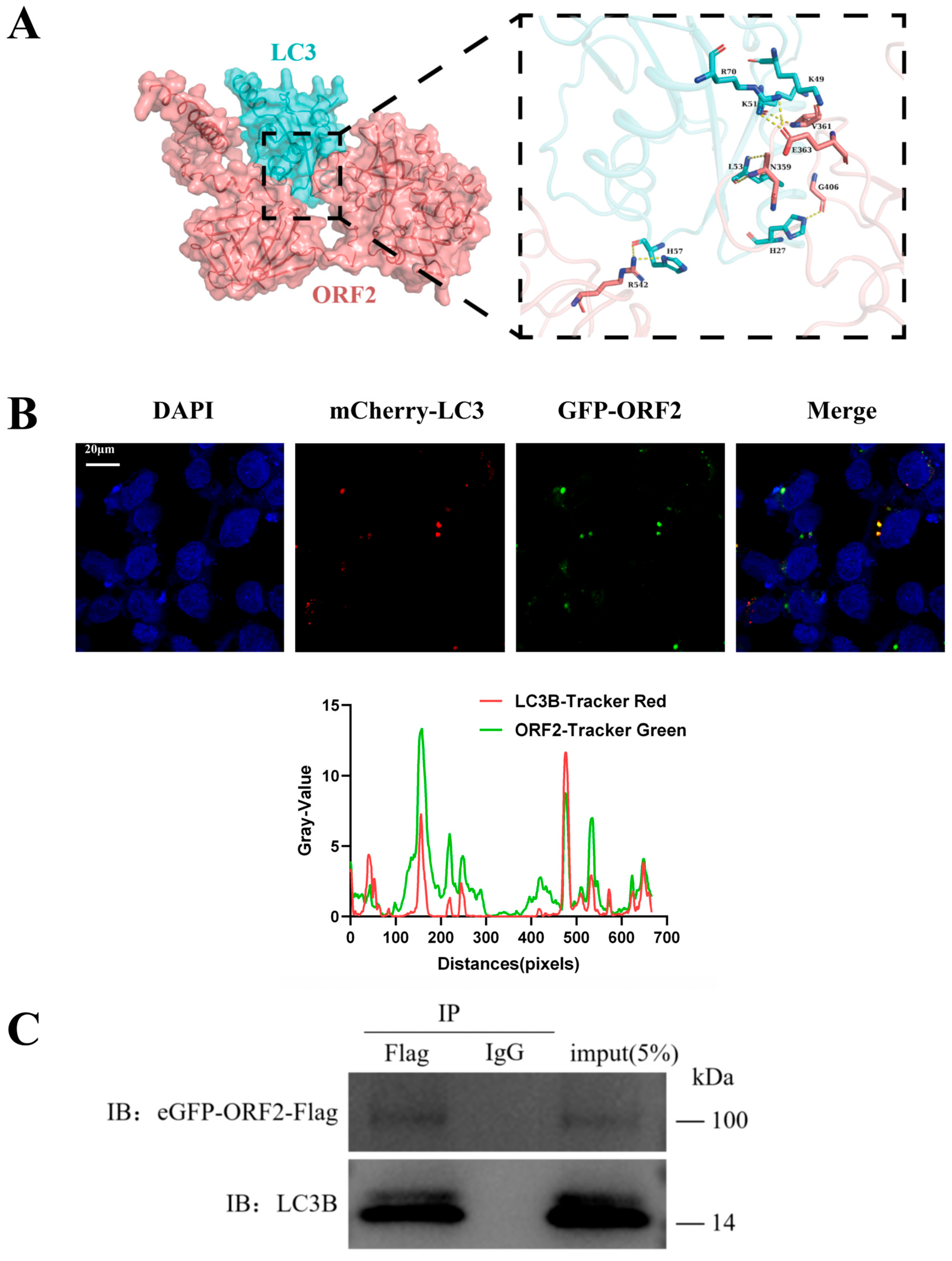 Microorganisms 14 00181 g003 Microorganisms 14 00181 g003