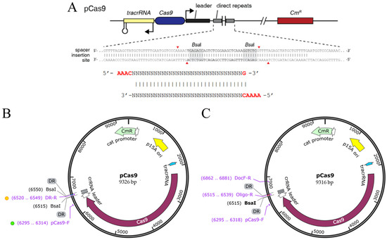 Functional Analysis of CRISPR-Cas9-Mediated Gene Deletion in E