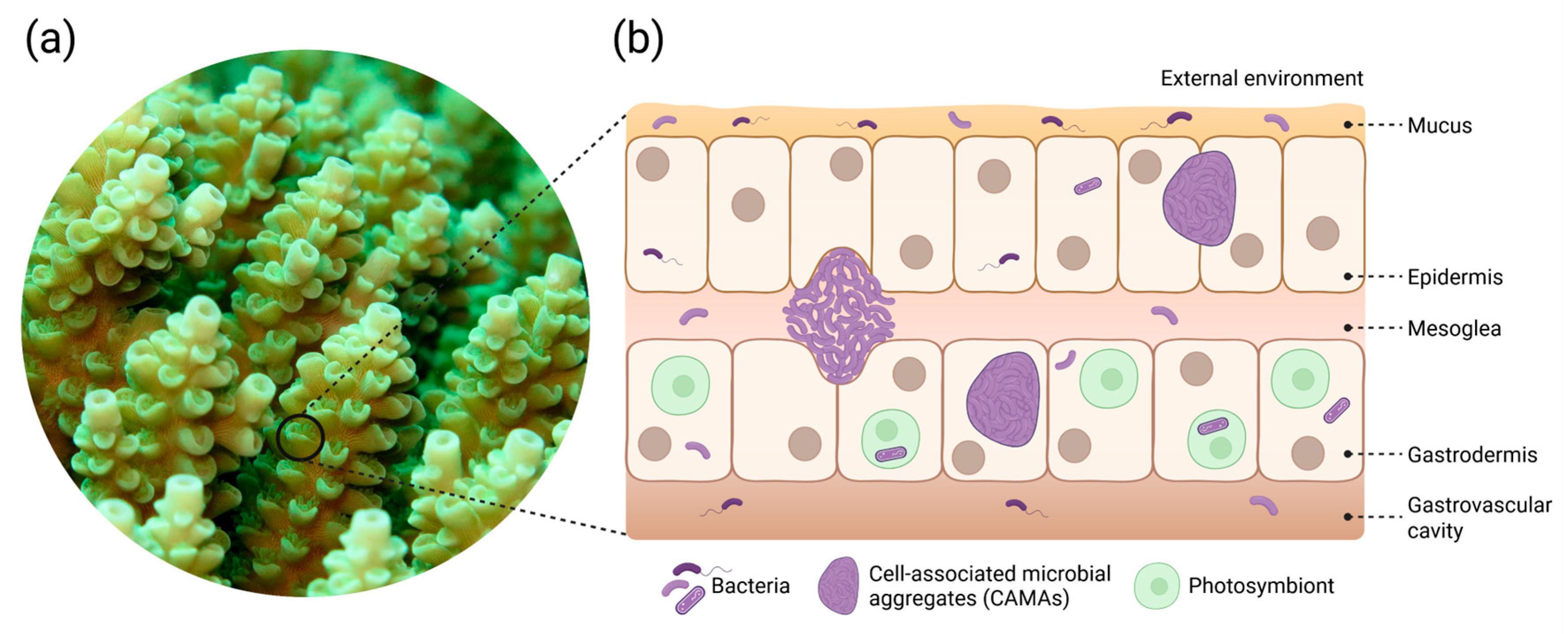 Microorganisms 14 00202 g001 Microorganisms 14 00202 g001