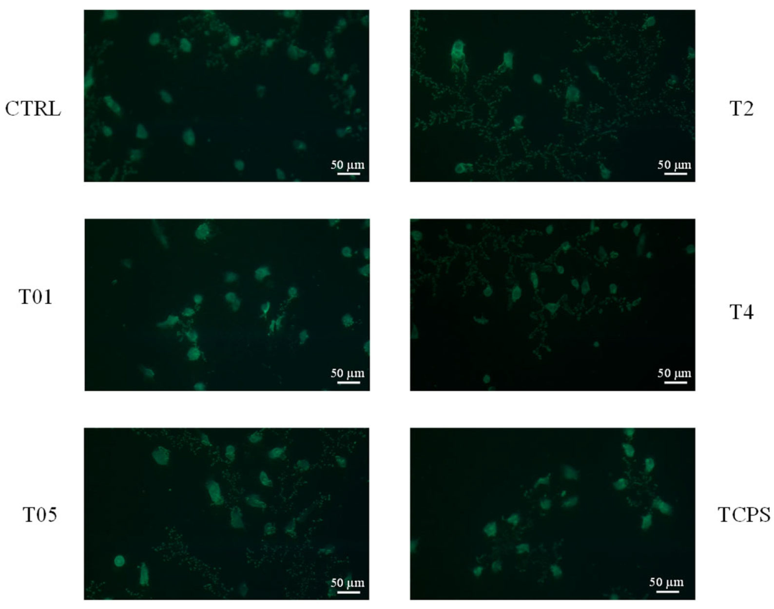 Microorganisms 14 00213 g008