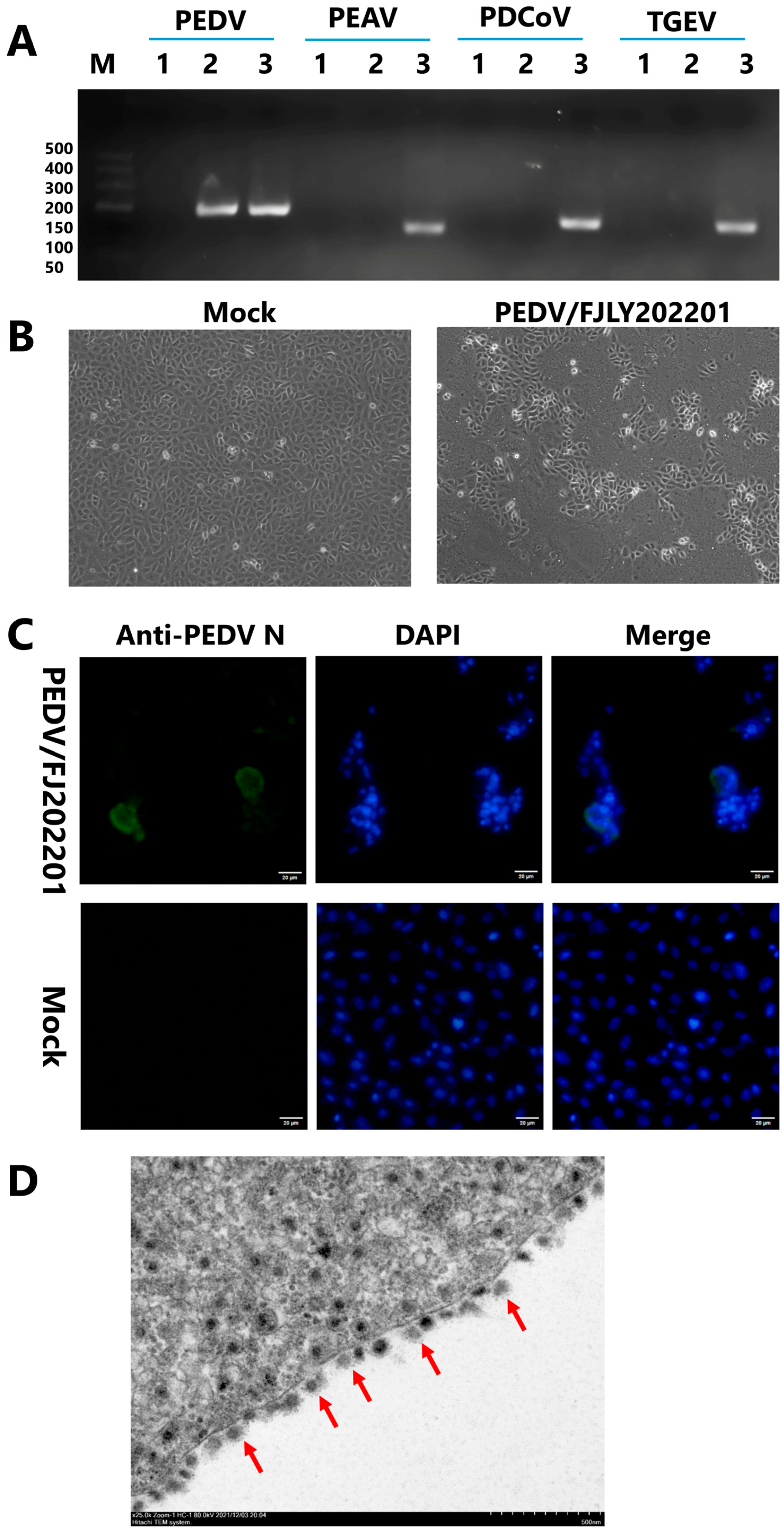 Microorganisms 14 00242 g001