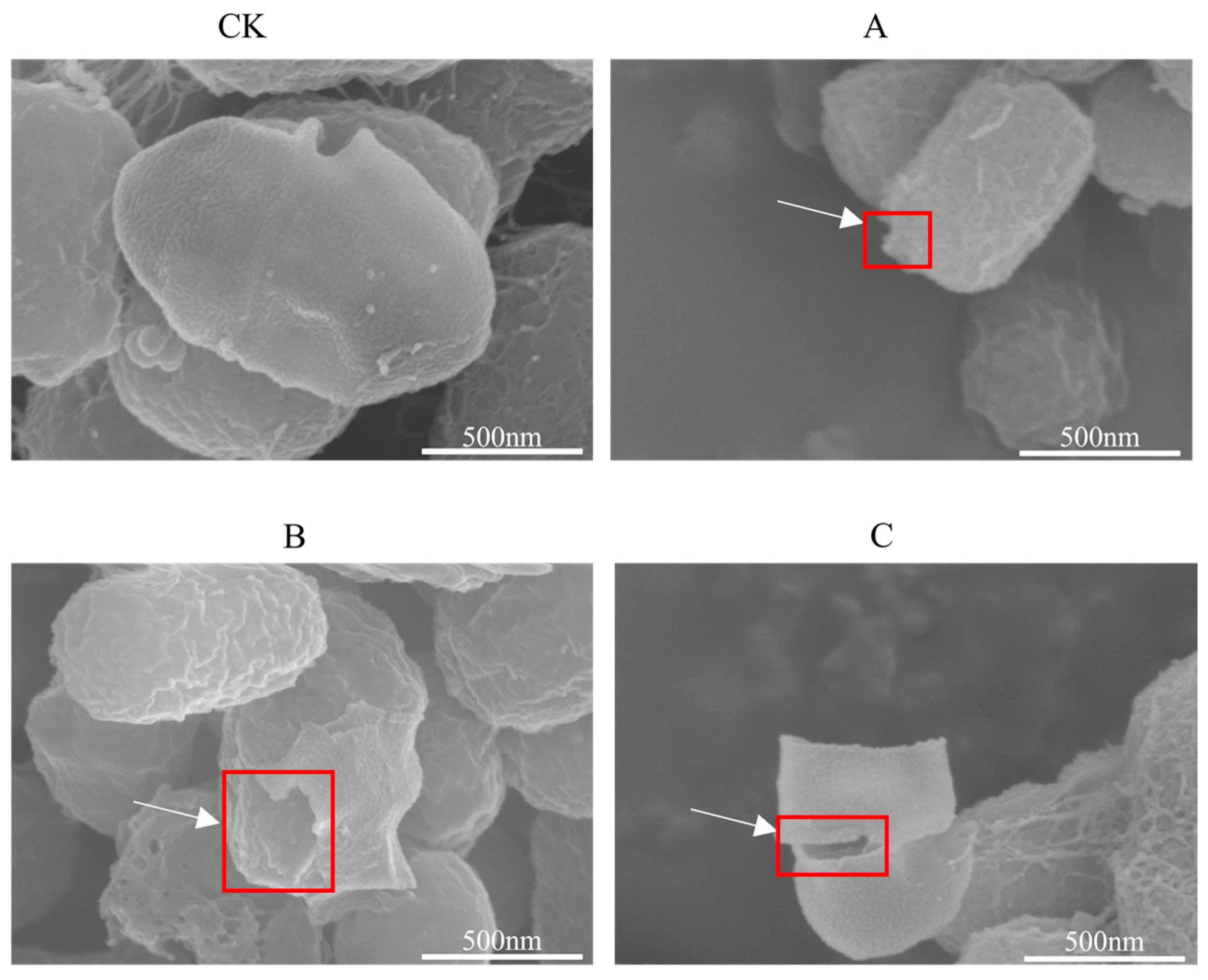 Microorganisms 14 00260 g002 Microorganisms 14 00260 g002