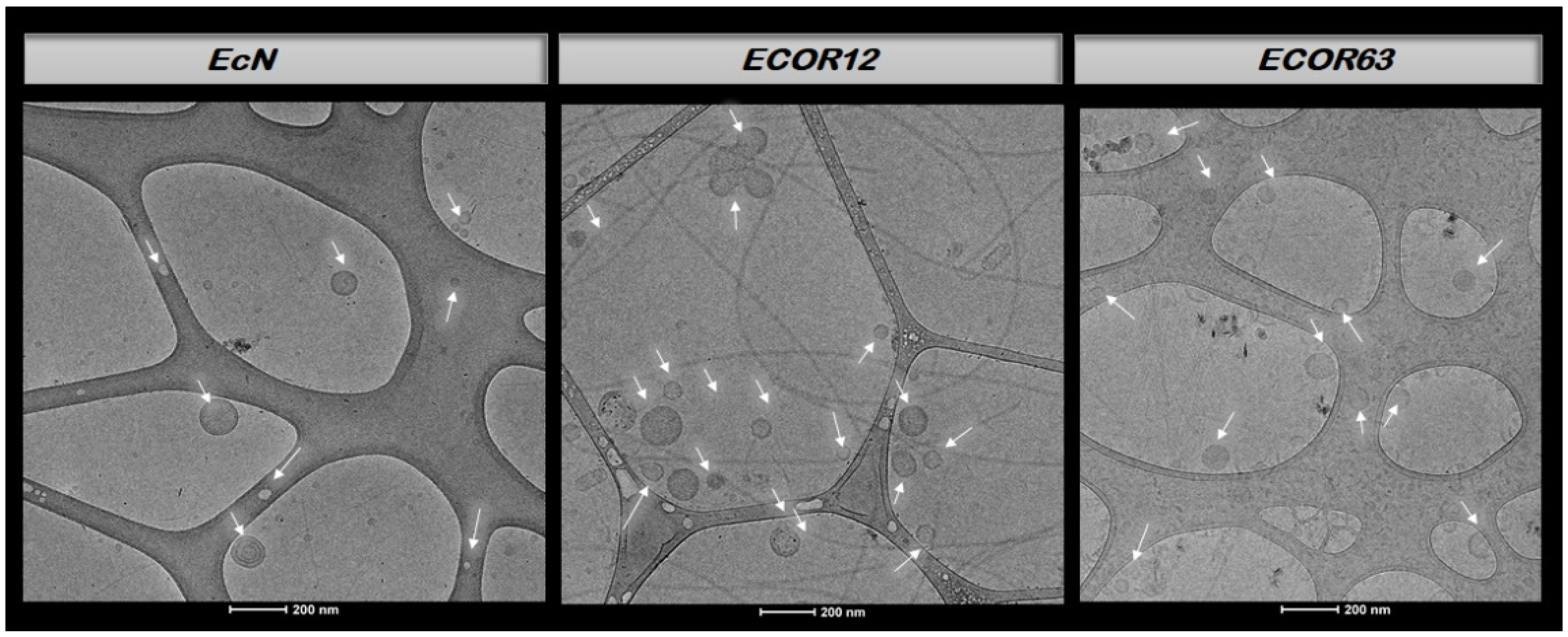 Microorganisms 14 00323 g005
