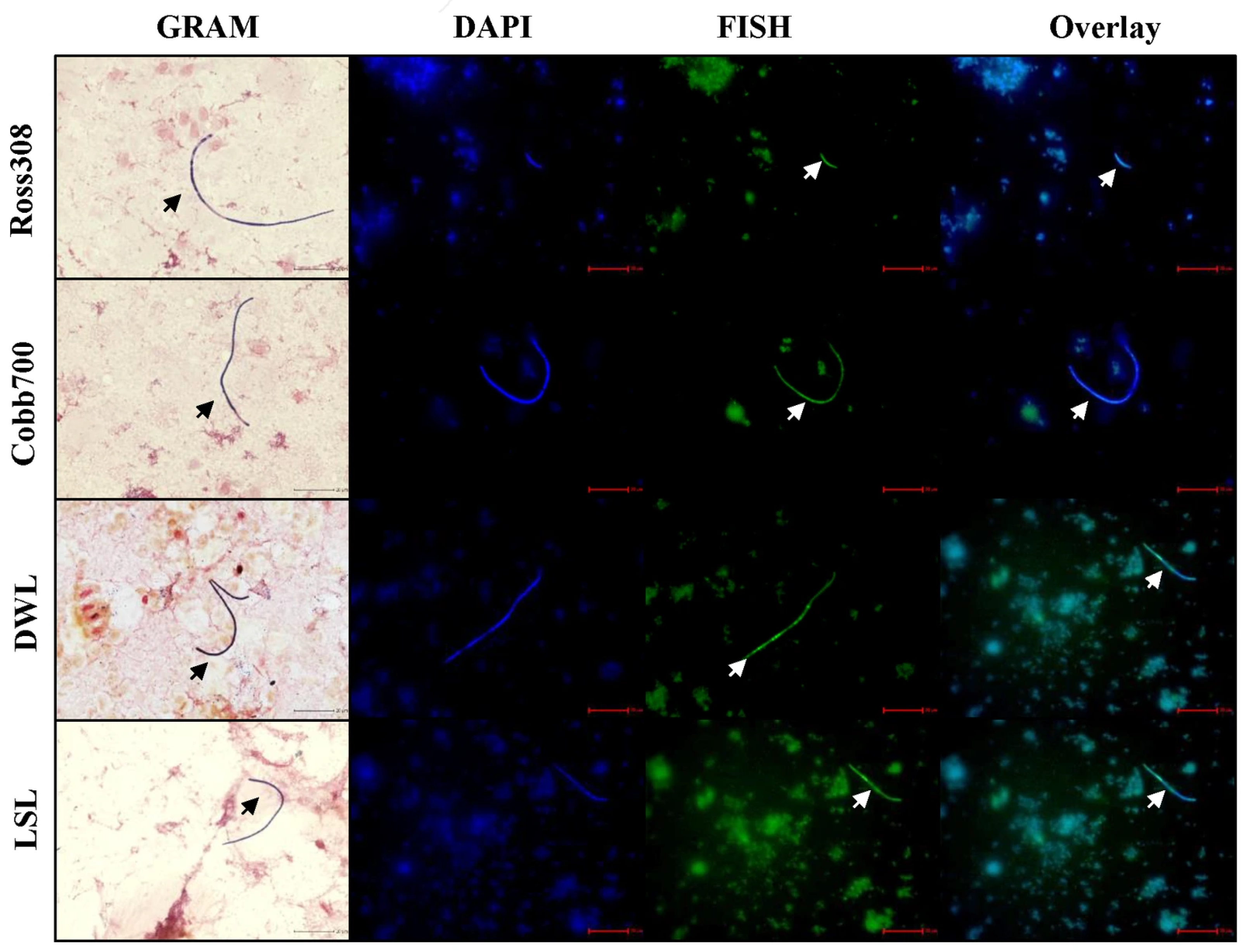 Microorganisms 14 00341 g001 Microorganisms 14 00341 g001