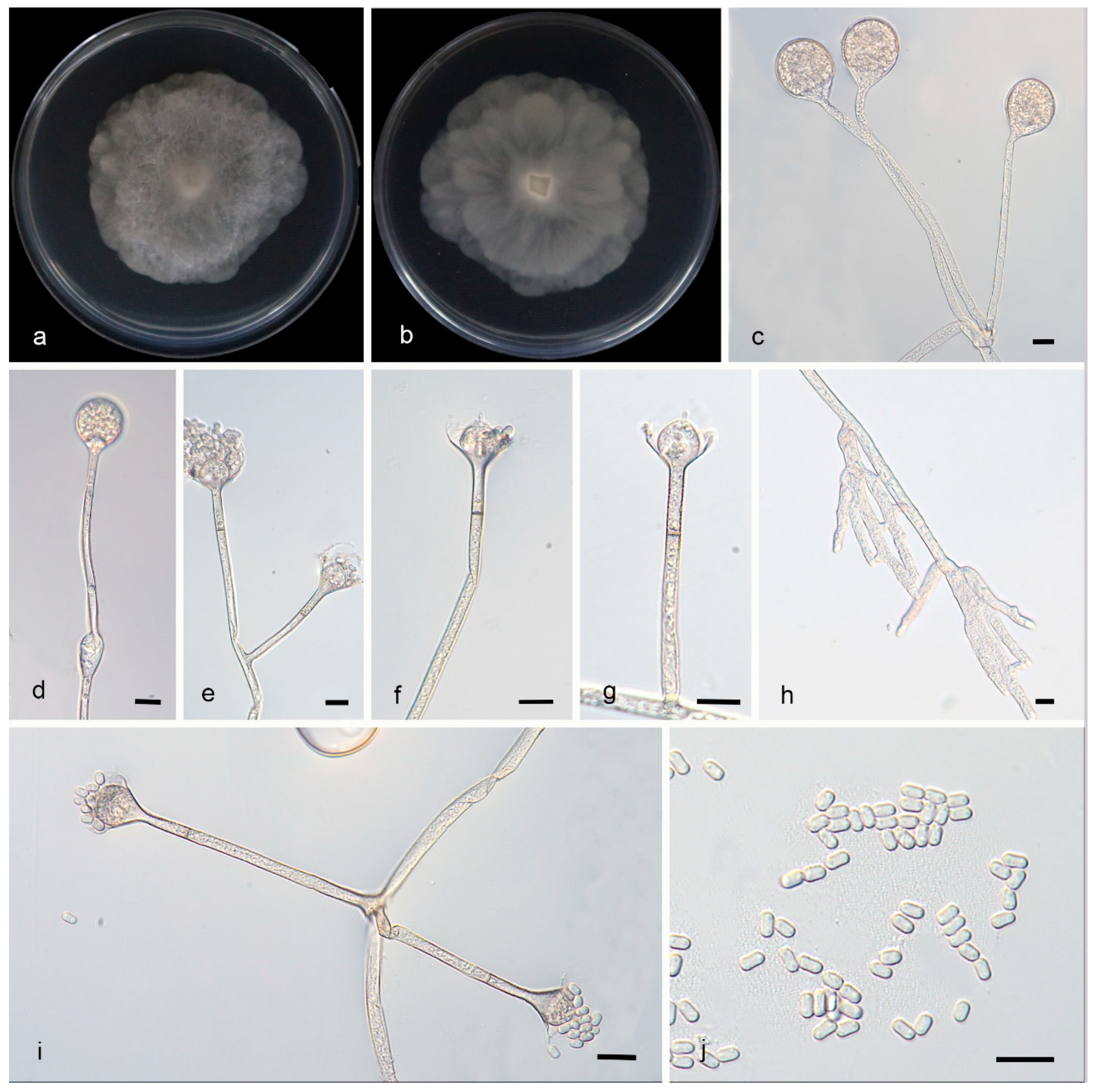 Unveiling Species Diversity Within Early-Diverging Fungi from China ...