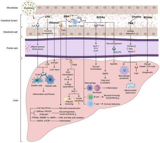 The Gut–Liver Axis in MASLD: From Host–Microbiome Crosstalk to ...