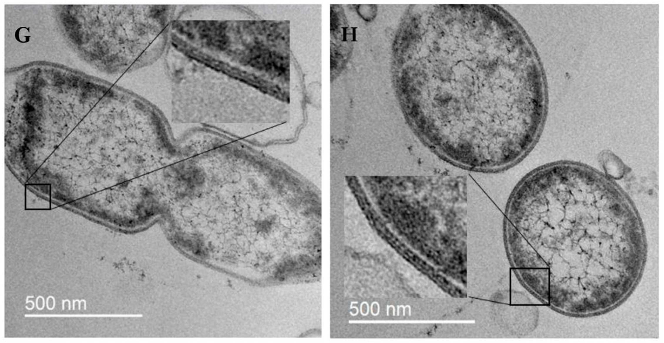 Microorganisms 14 00472 g002b Microorganisms 14 00472 g002b