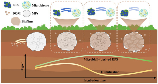 Dynamic Alterations of Extracellular Polymeric Substances and