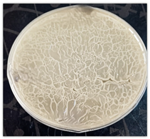 Microorganisms 14 00644 i001