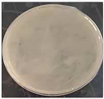 Microorganisms 14 00644 i002