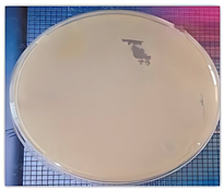 Microorganisms 14 00644 i003