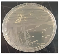 Microorganisms 14 00644 i004