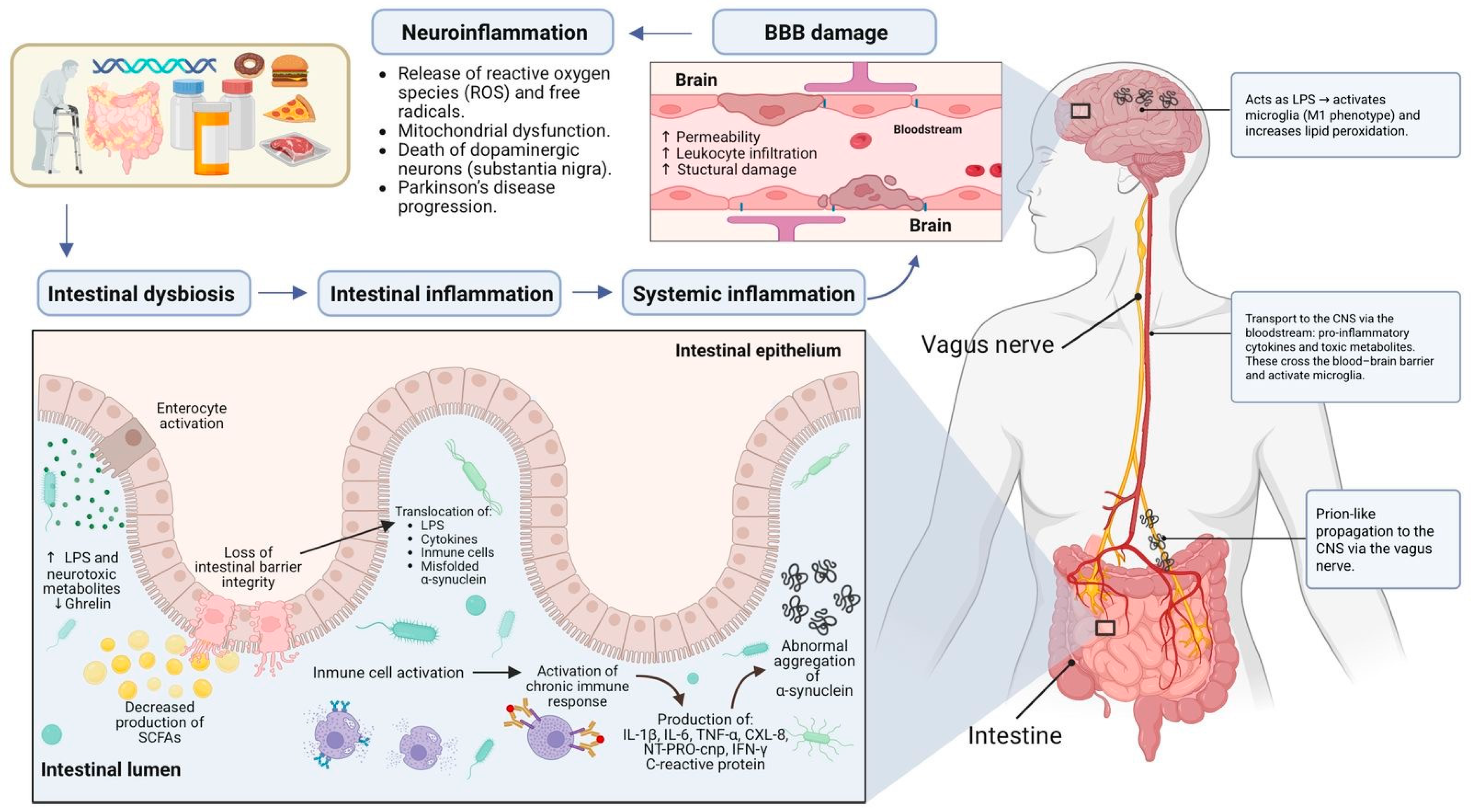The Gut Microbiota in Parkinson’s Disease: Mechanistic Insights into ...
