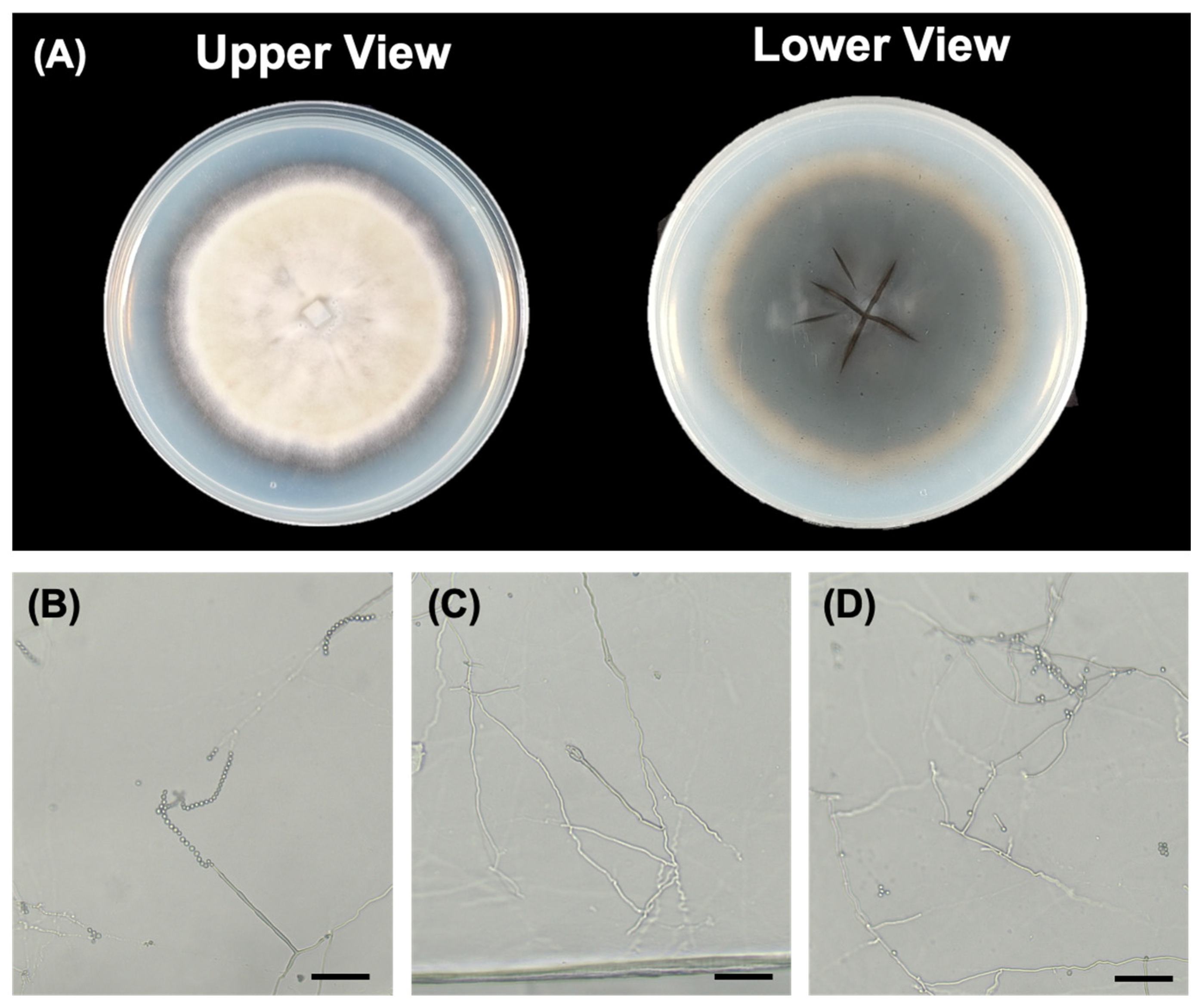 Microorganisms 14 00714 g001 Microorganisms 14 00714 g001