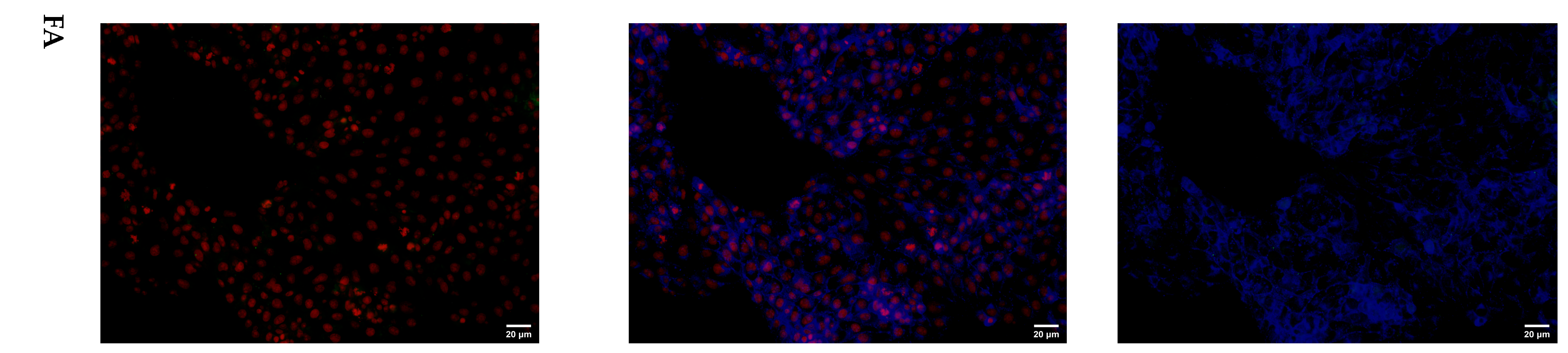 Microorganisms 14 00740 g005b Microorganisms 14 00740 g005b