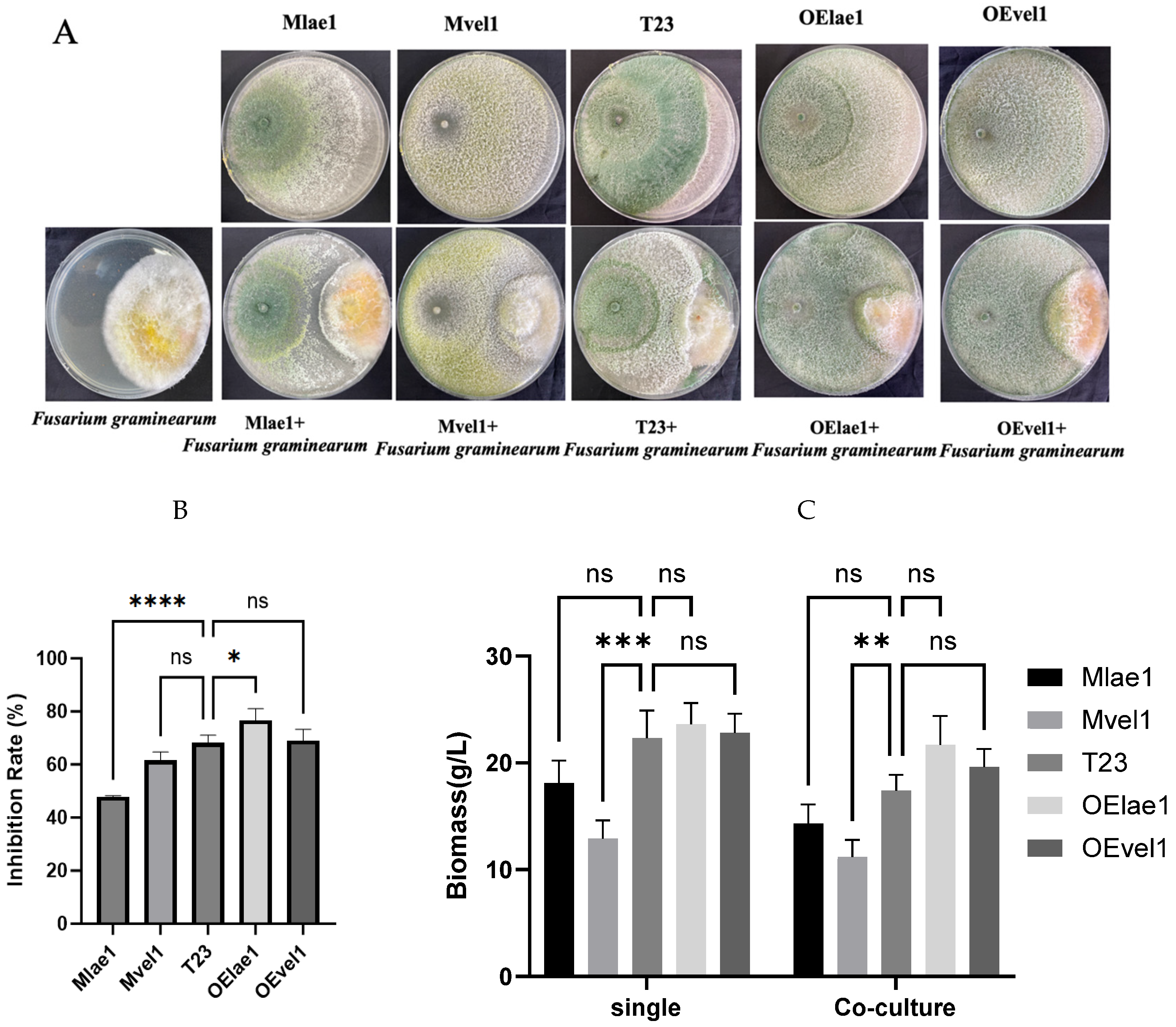 Regulation of Peptaibol Profile by Velvet LAE1/VEL1 in Trichoderma