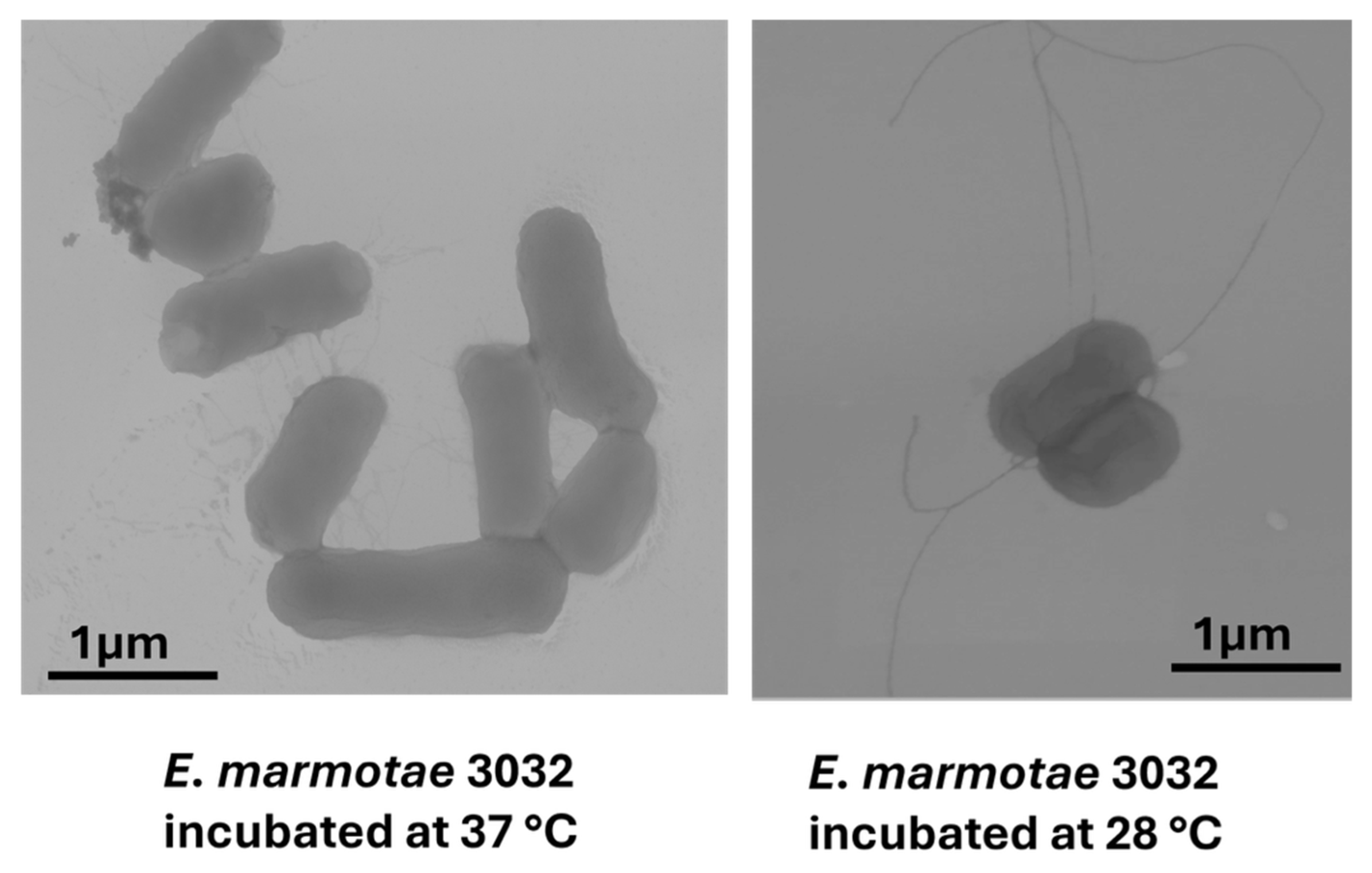 Microorganisms 14 00869 g002 Microorganisms 14 00869 g002