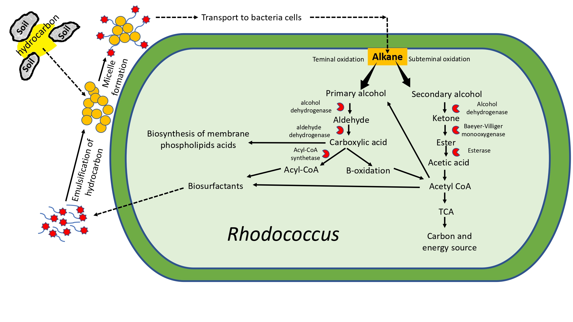 Microorganisms 14 00948 g001 Microorganisms 14 00948 g001