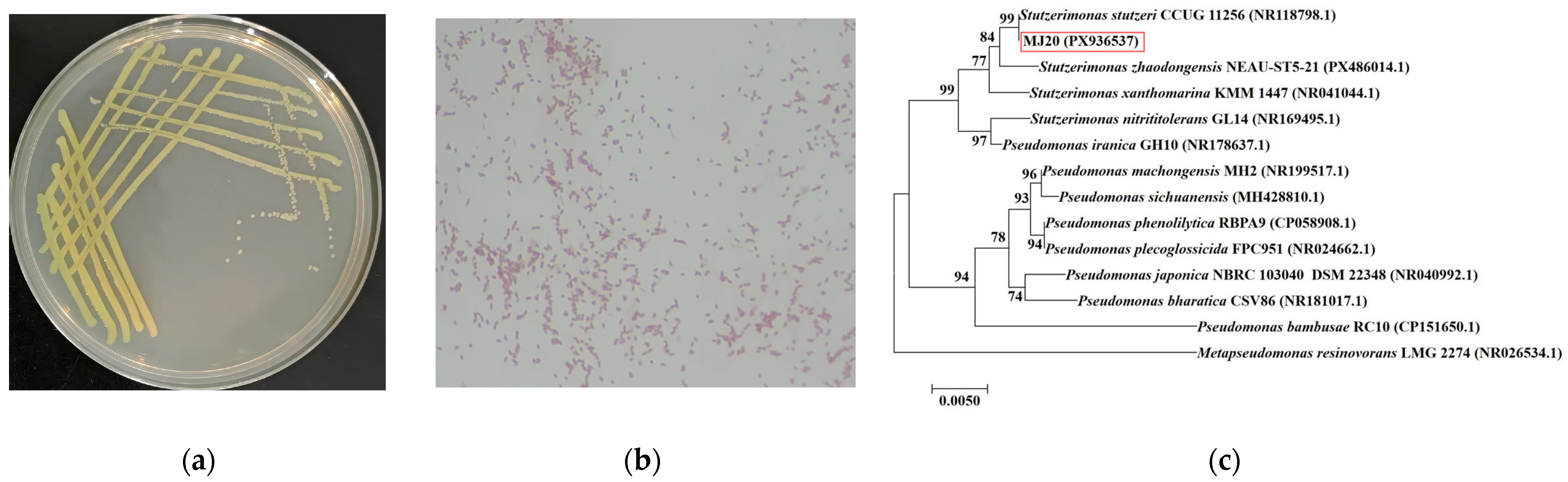 Microorganisms 14 00975 g001 Microorganisms 14 00975 g001