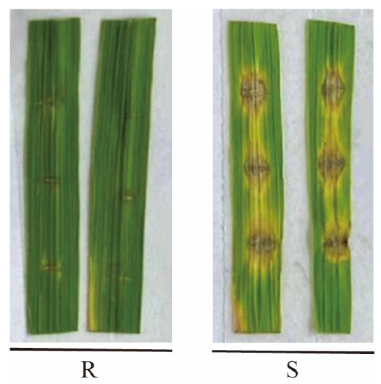 Pathogenicity Analysis and Molecular Characterization of Three Avr