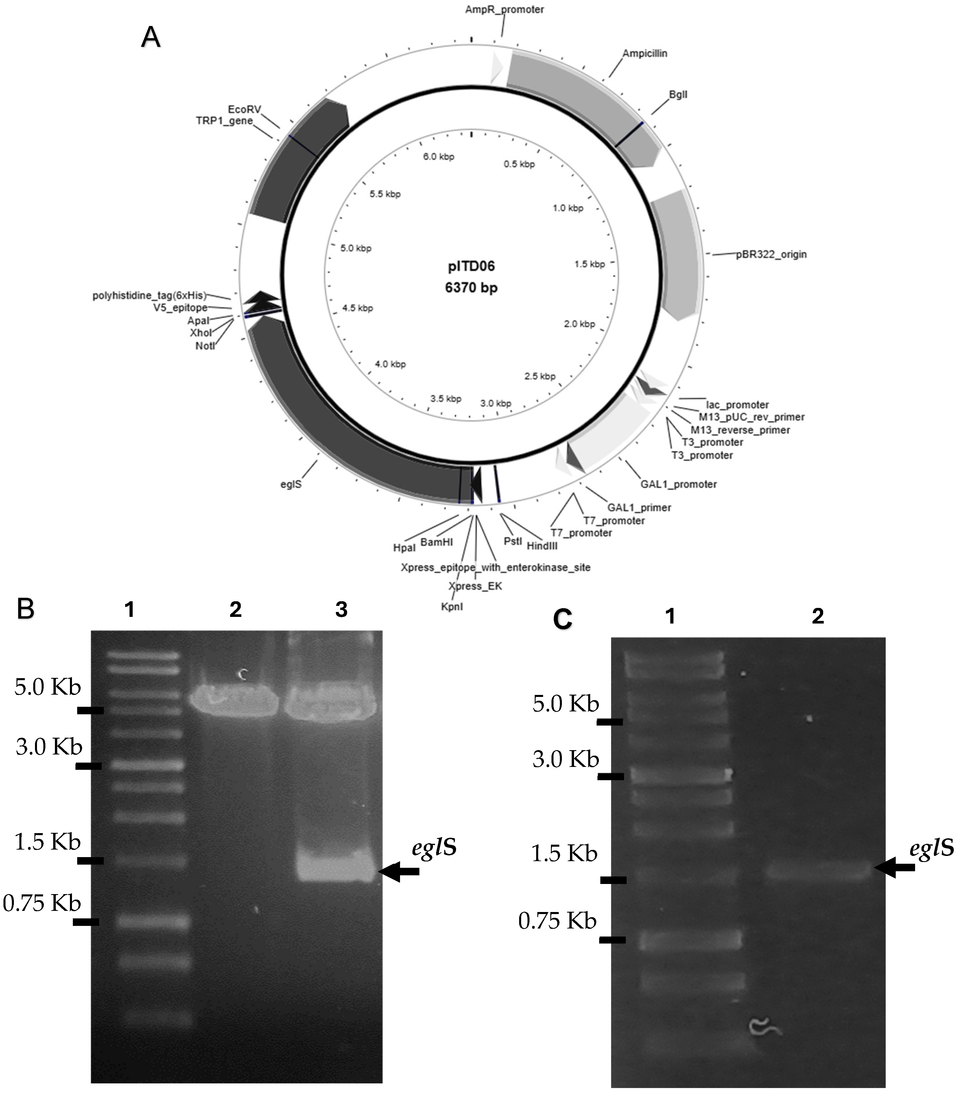 Microorganisms 14 01061 g001