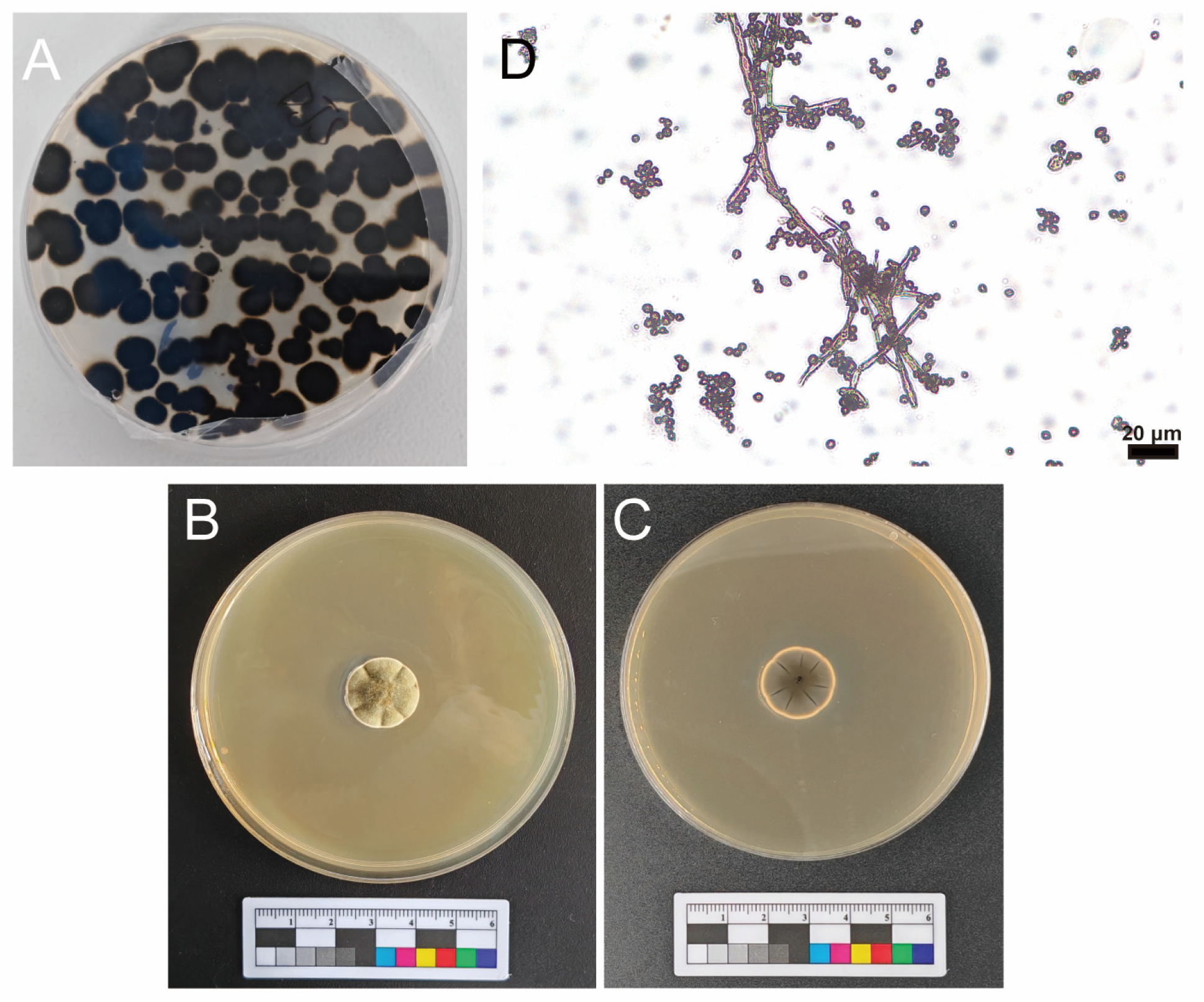 Microorganisms 14 01107 g003 Microorganisms 14 01107 g003