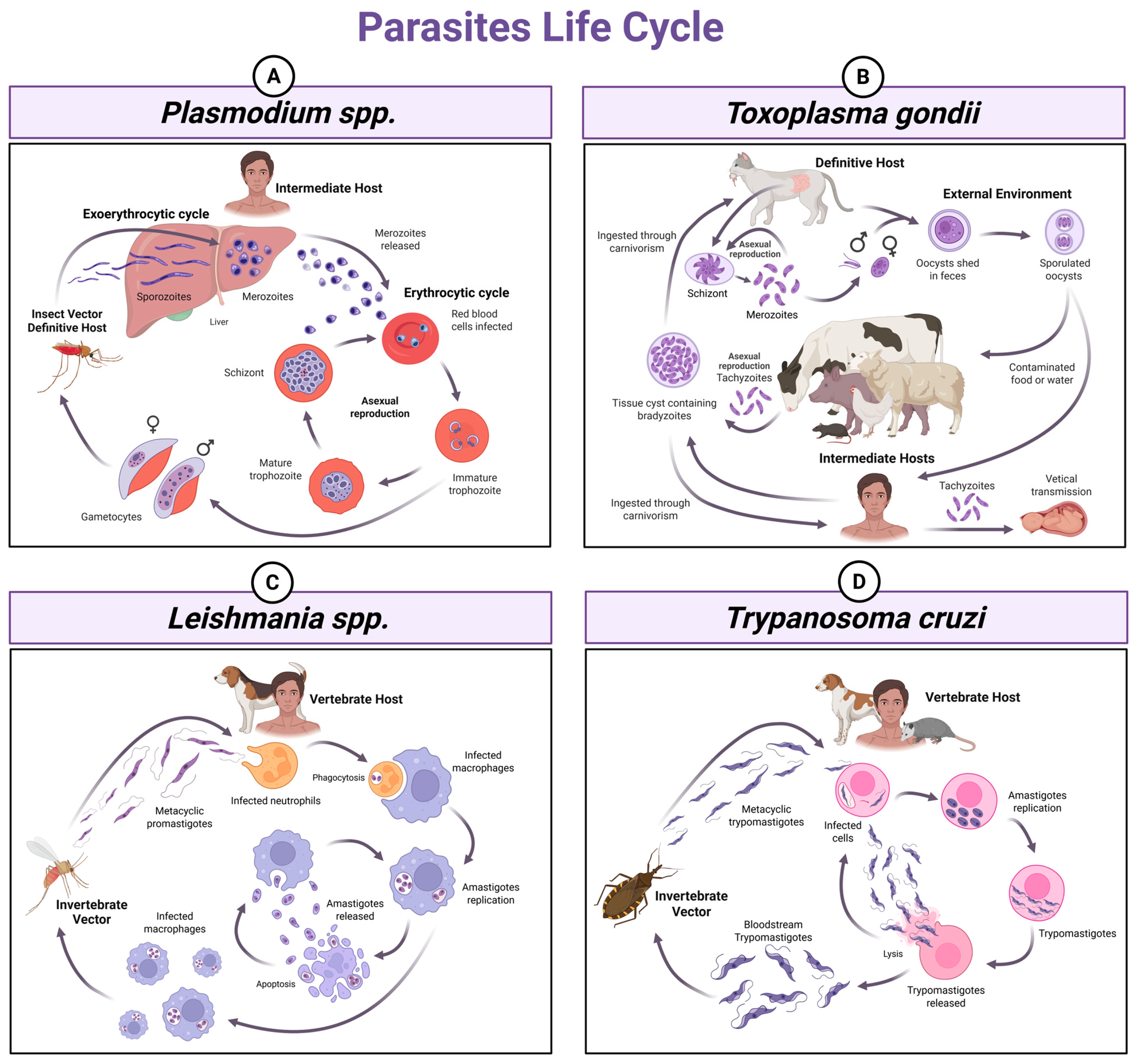 Next-Generation Vaccines Against Neglected Diseases: New Promises