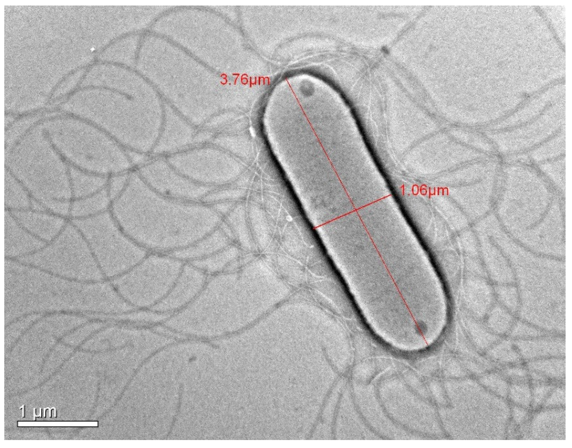 Microorganisms 14 01150 g002 Microorganisms 14 01150 g002