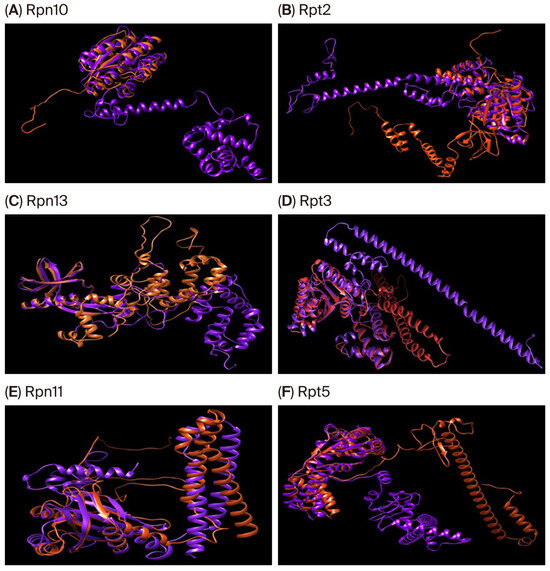 Identification and Characterization of the Regulatory Particle of