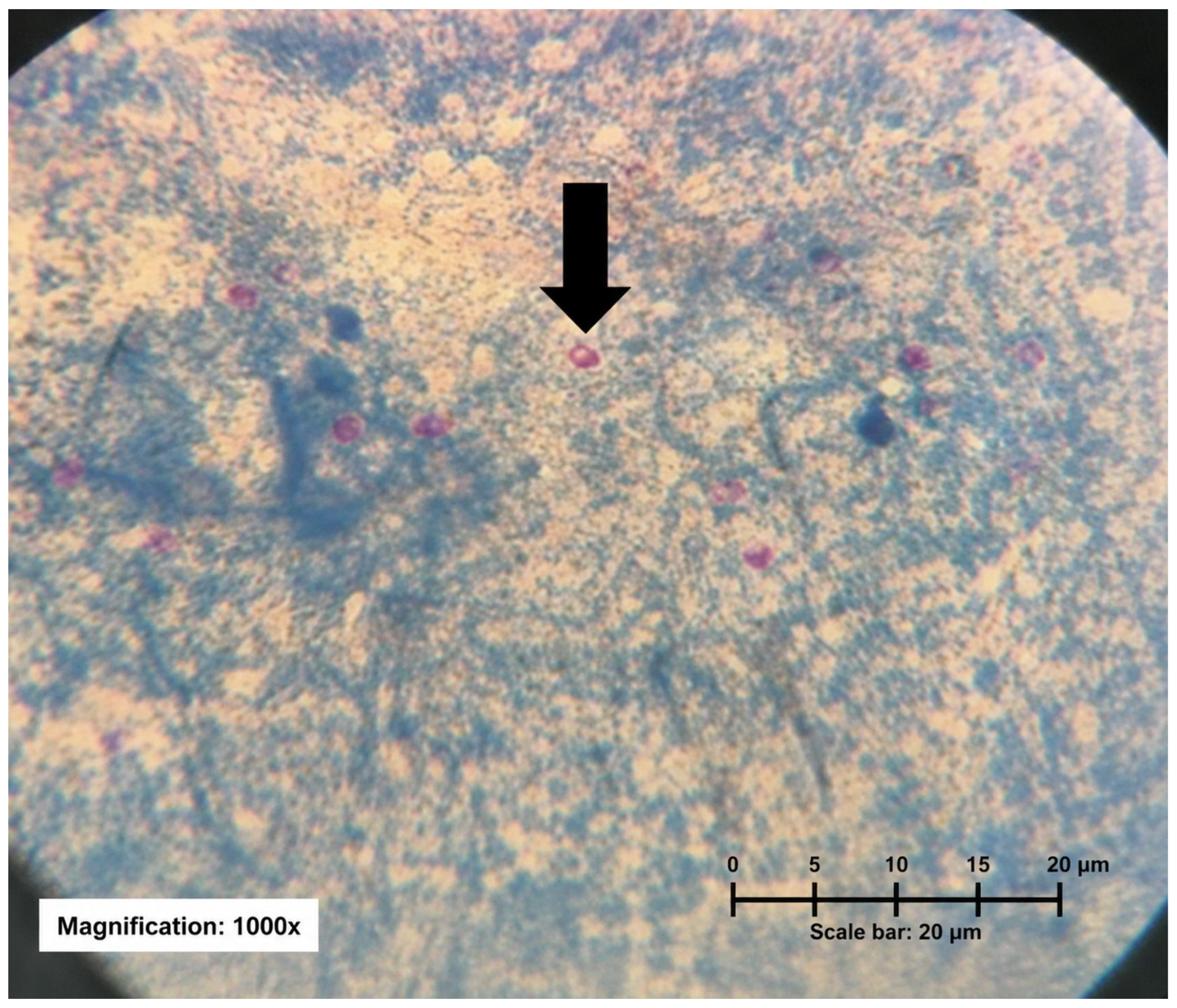 Microorganisms 14 01552 g001 Microorganisms 14 01552 g001