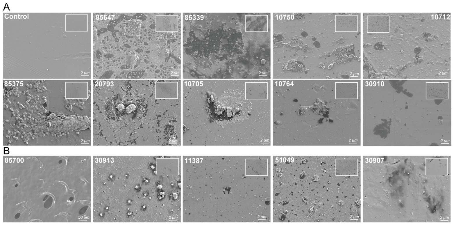 Microorganisms 14 01804 g002 Microorganisms 14 01804 g002