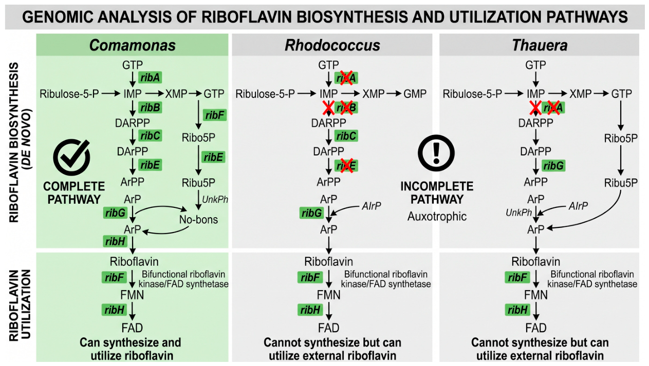 Microorganisms 14 01938 g0a3