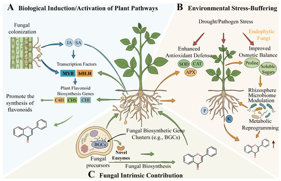 Regulatory Pathways of Endophytic Fungi in Promoting Flavonoid