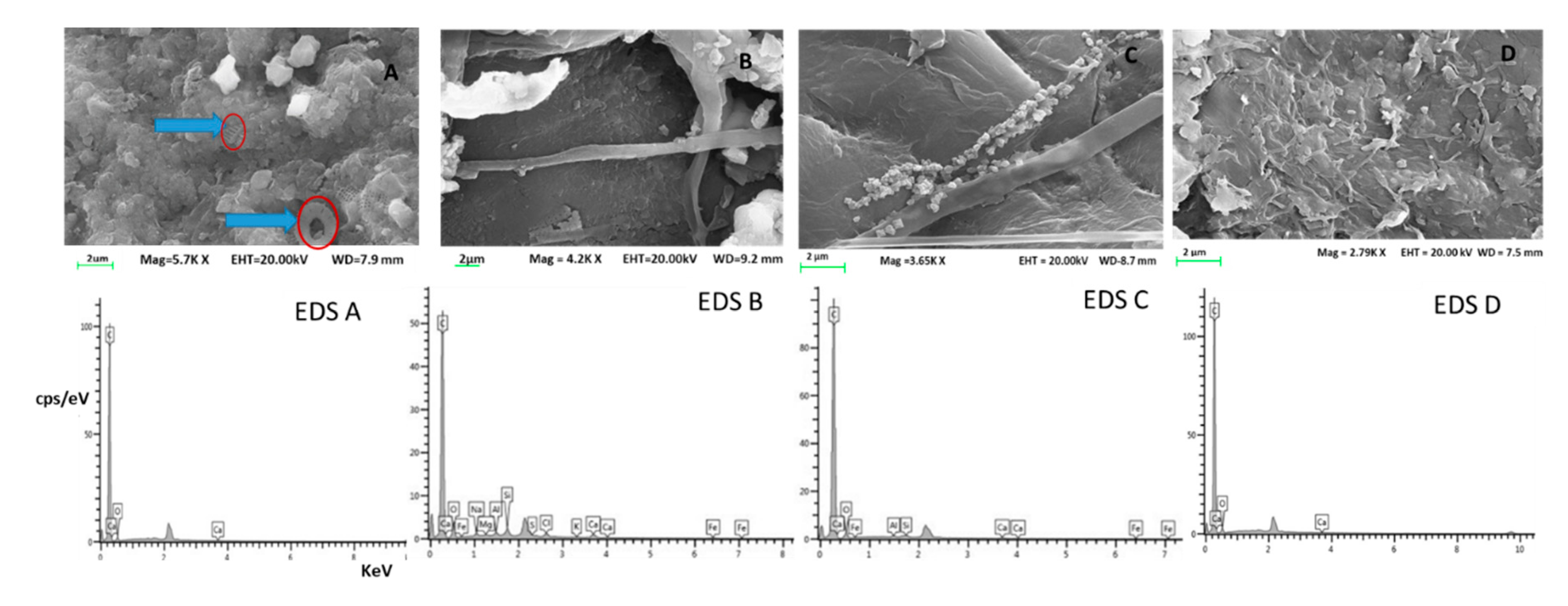 Microplastics 01 00002 g005