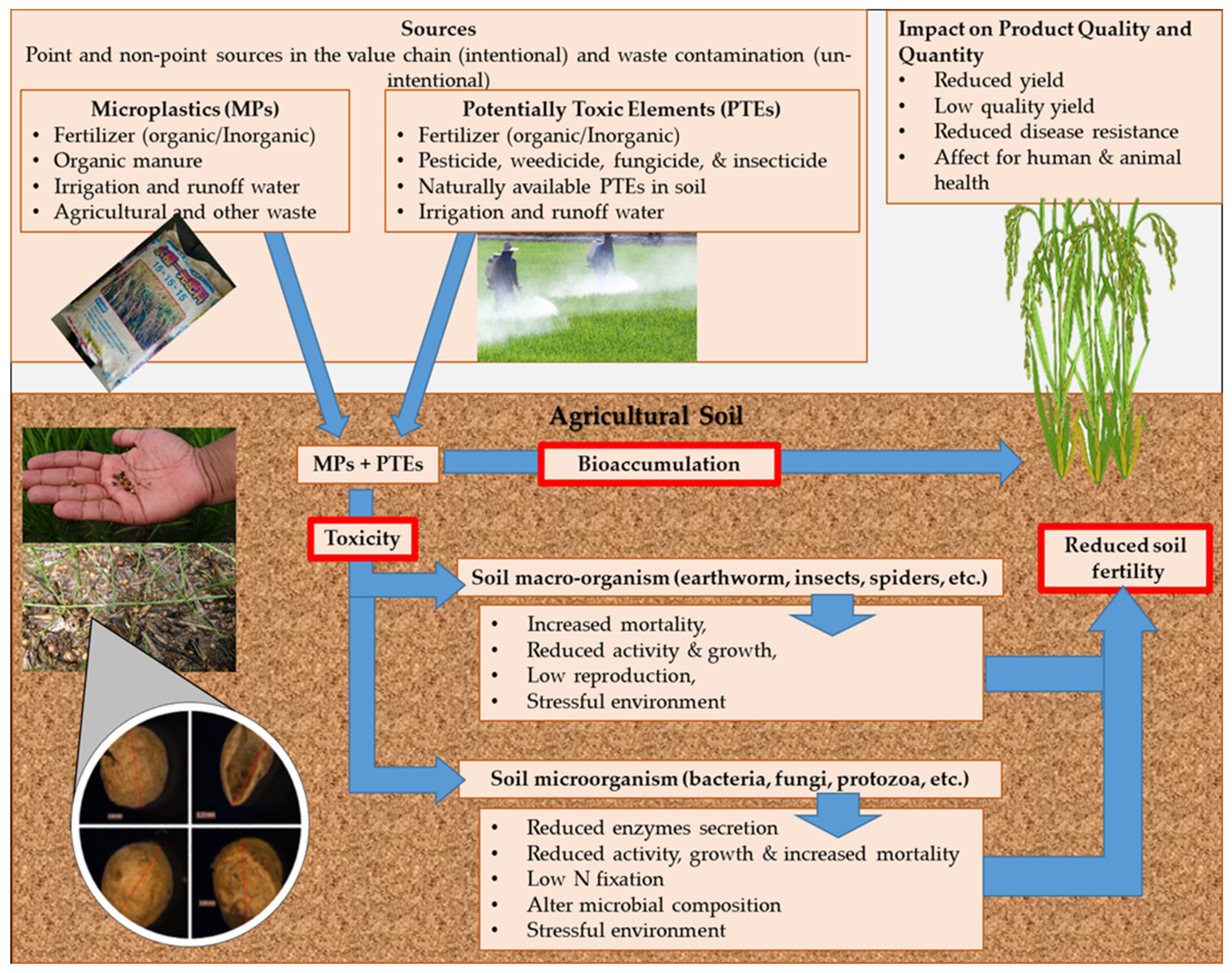 Microplastics | Free Full-Text | Microplastics and Potentially 
