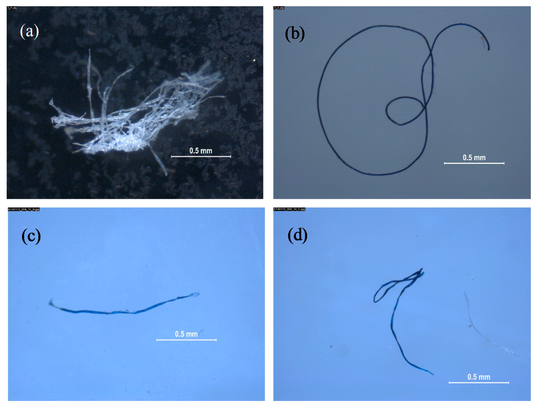 Microplastics 01 00008 g003