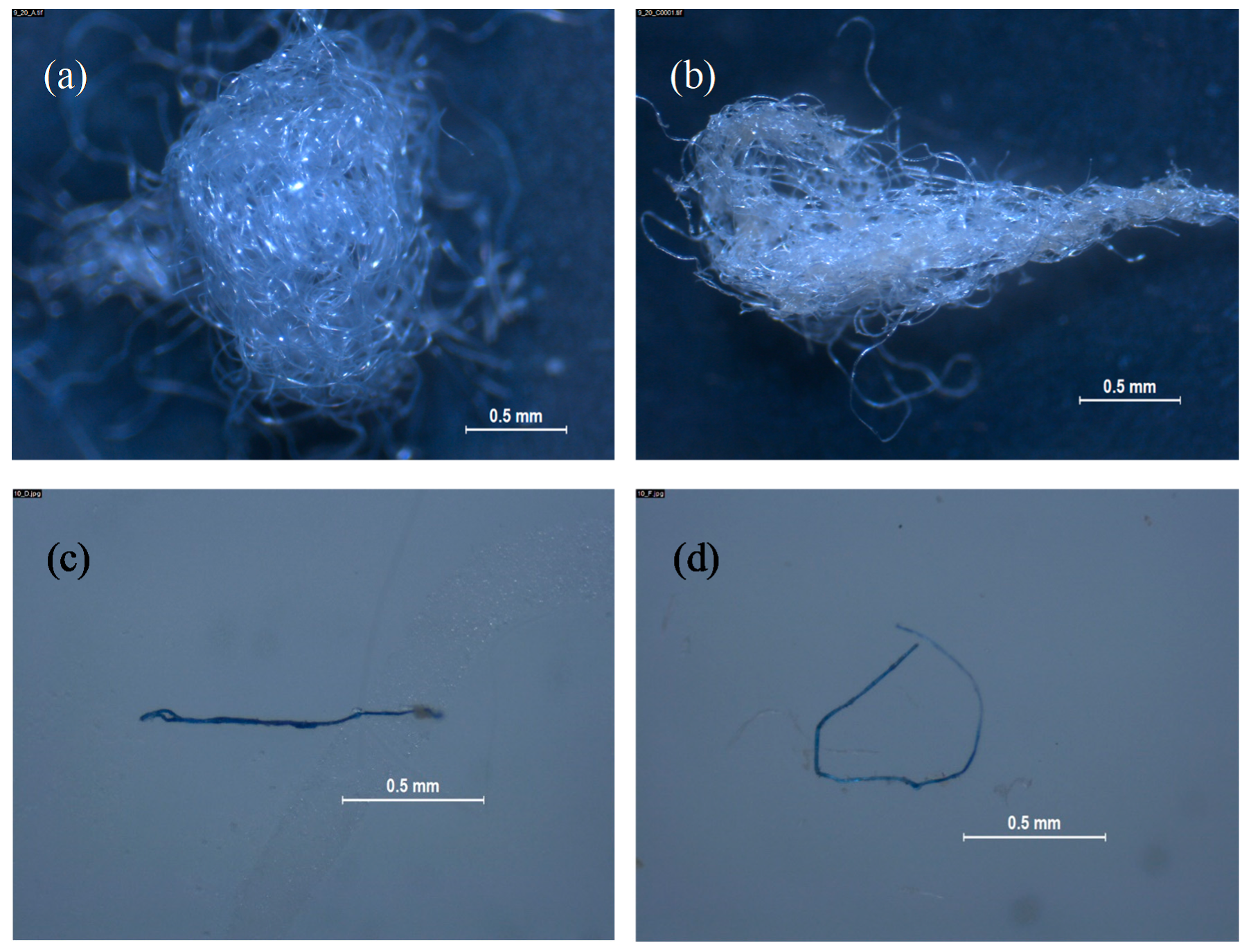 Microplastics 01 00008 g006