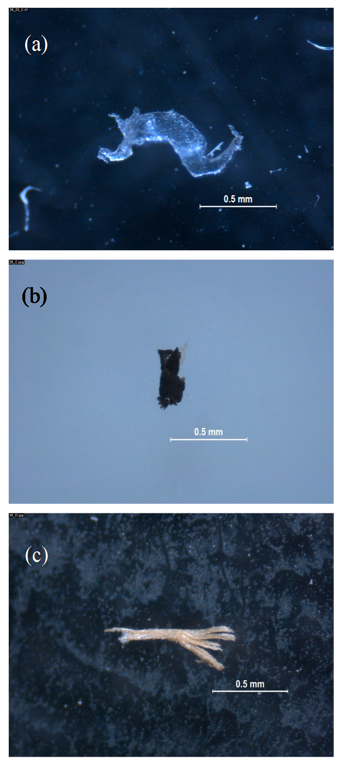 Microplastics 01 00008 g007