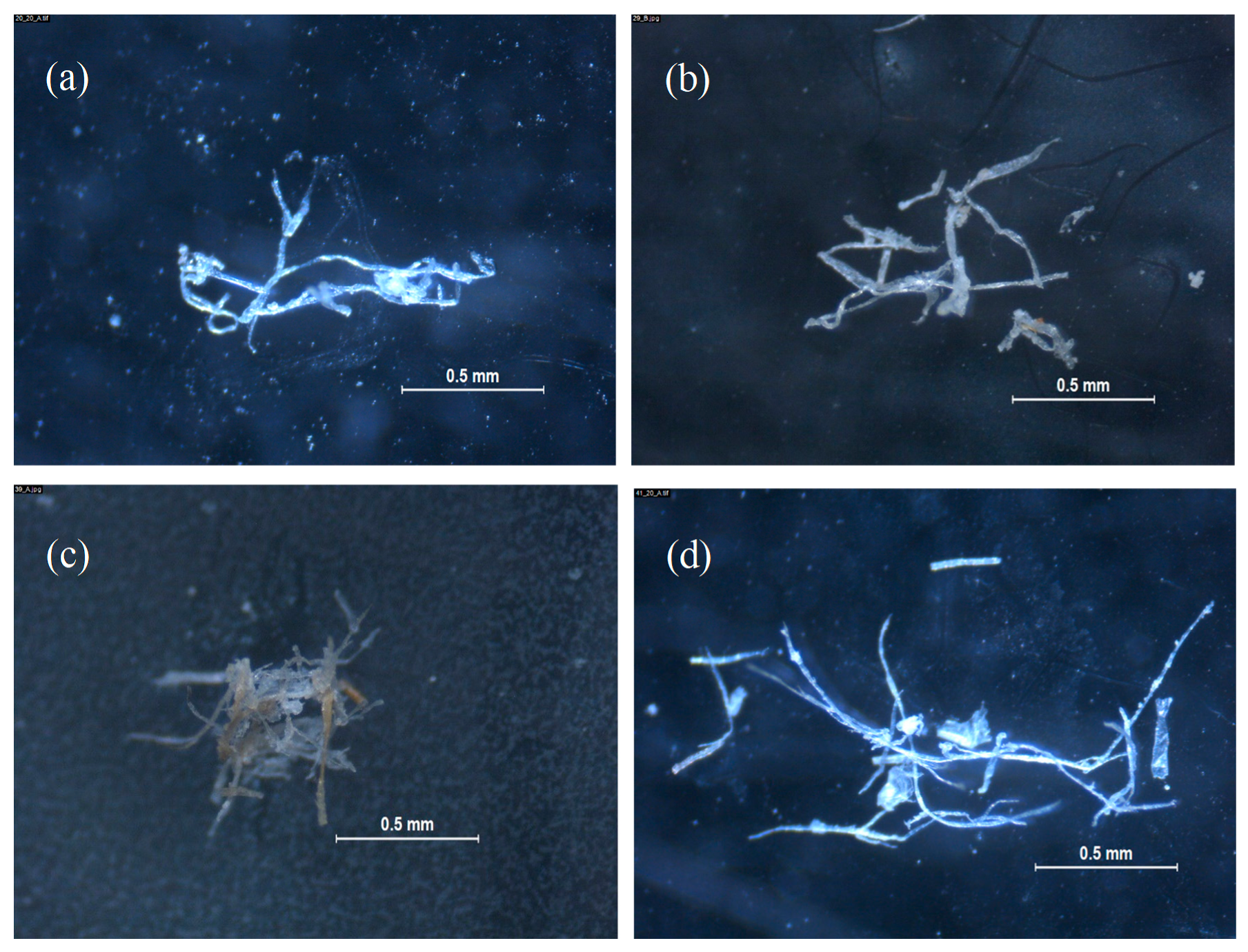 Microplastics 01 00008 g010