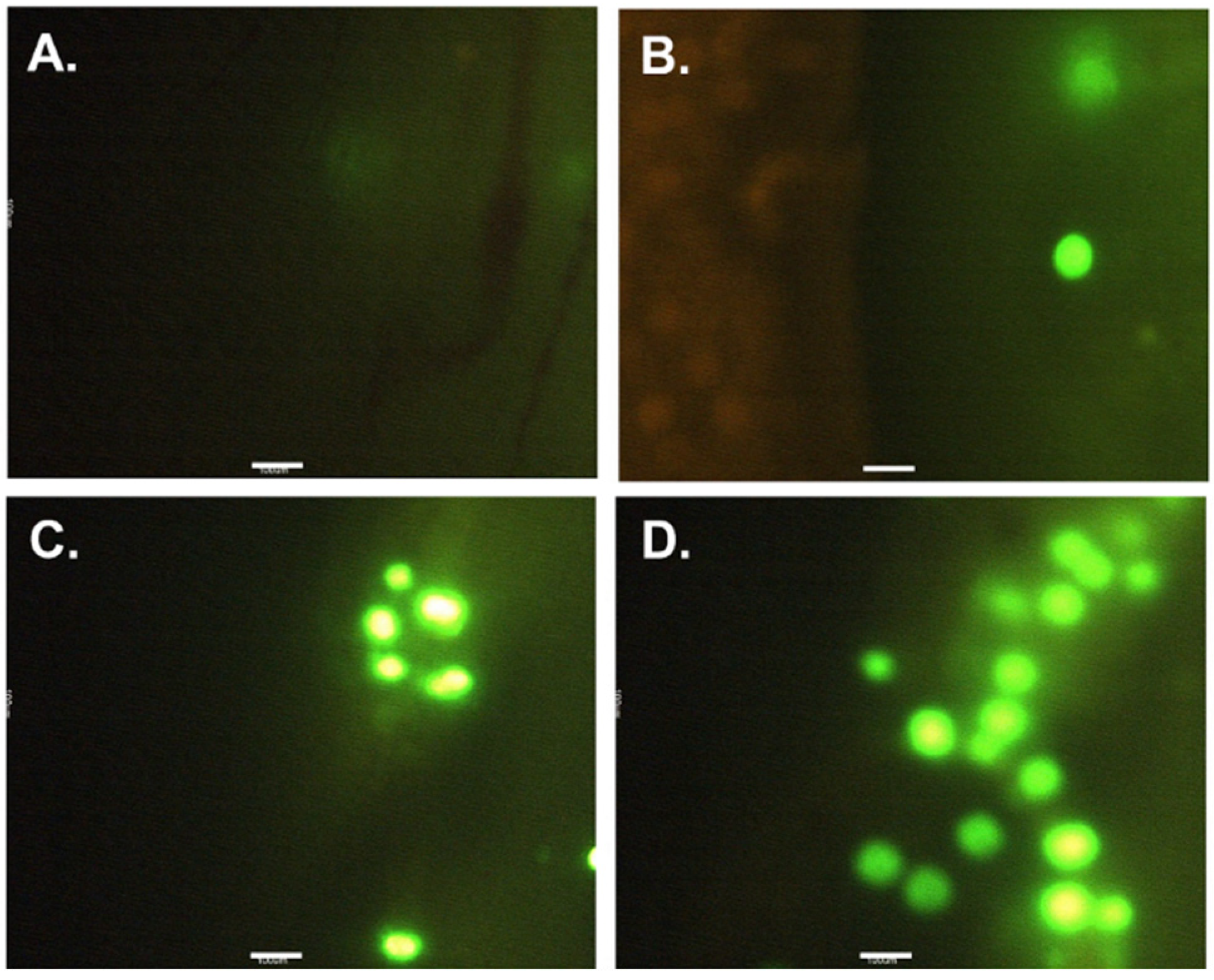Microplastics 01 00017 g001