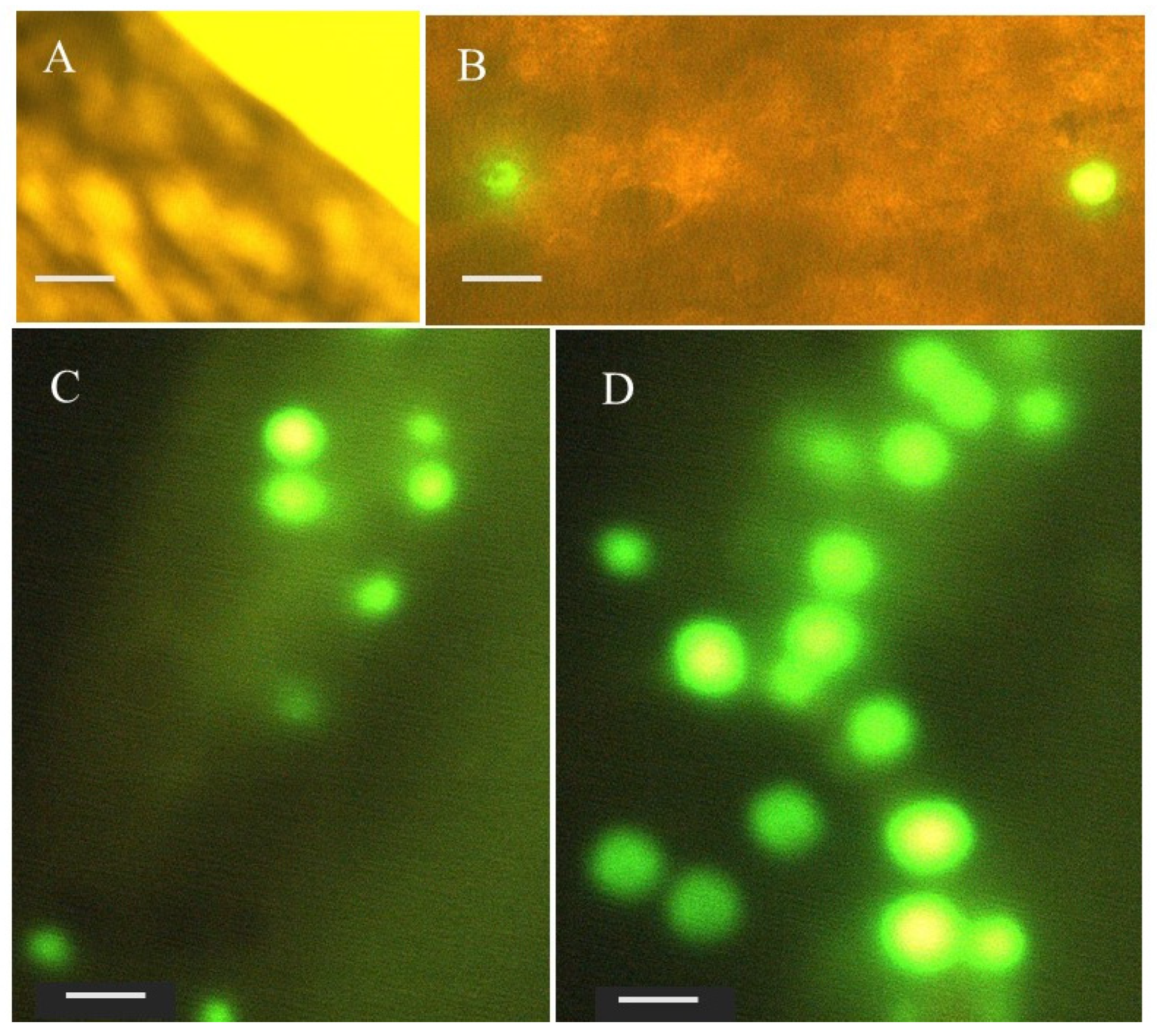 Microplastics 01 00025 g001 Microplastics 01 00025 g001