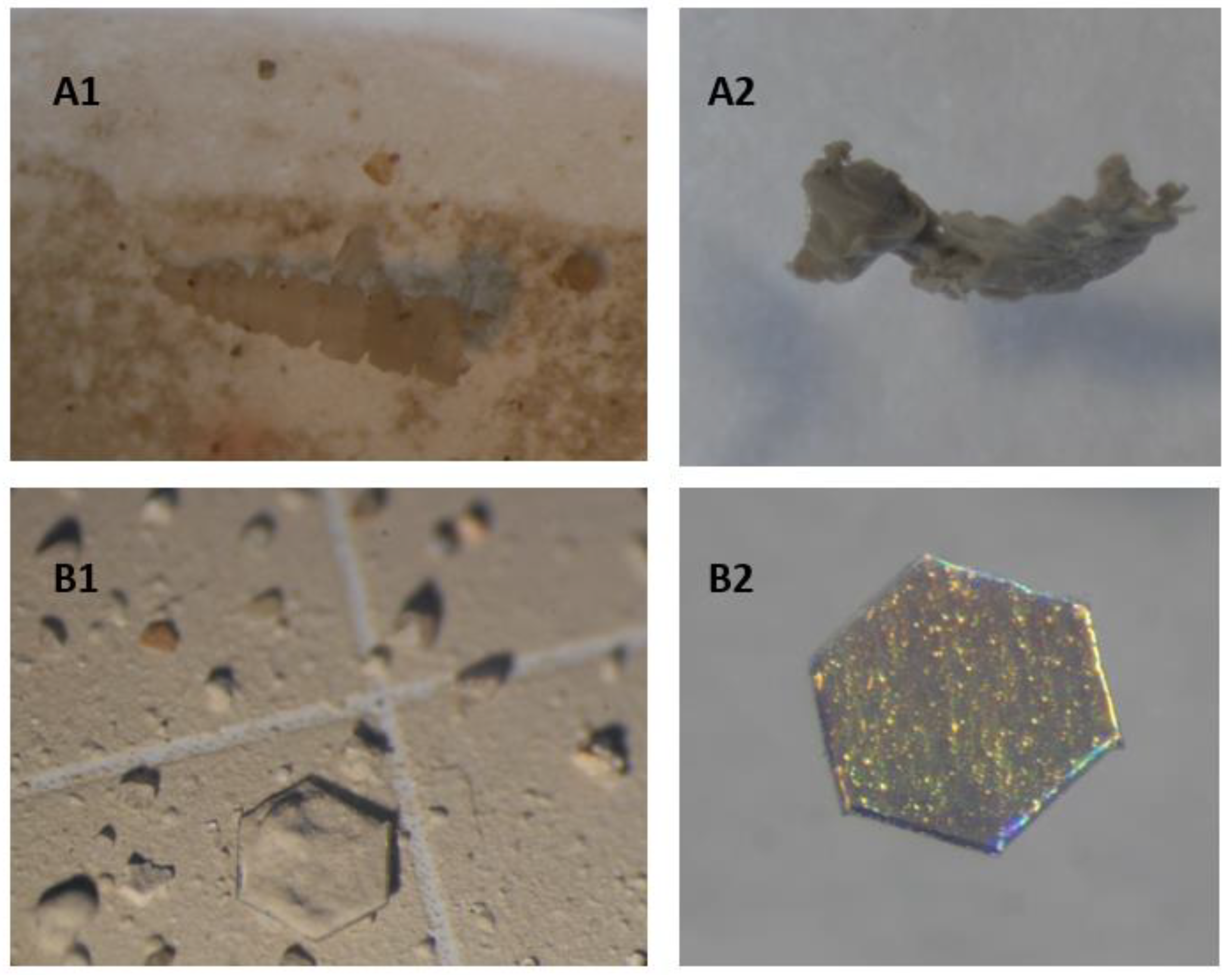 Microplastics 01 00032 g006