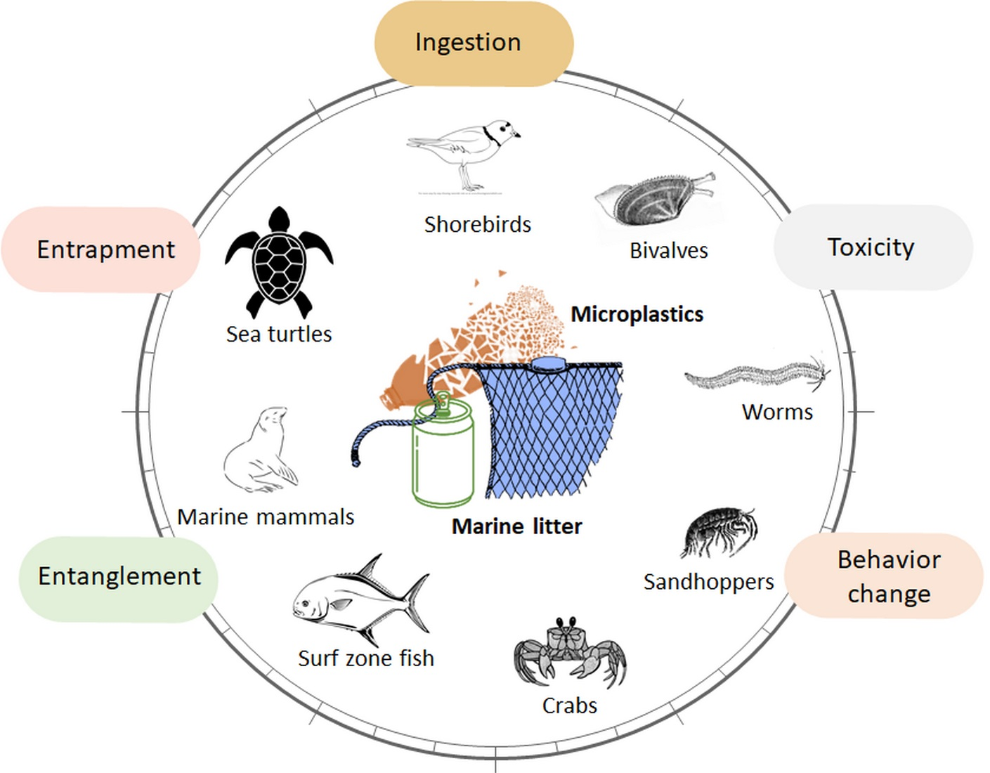 Impact Of Microplastics On The Ecosystem Safetystratu vrogue.co
