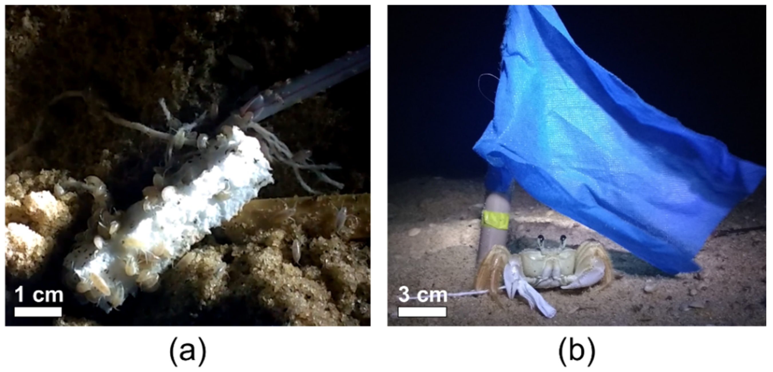 Microplastics 01 00039 g002