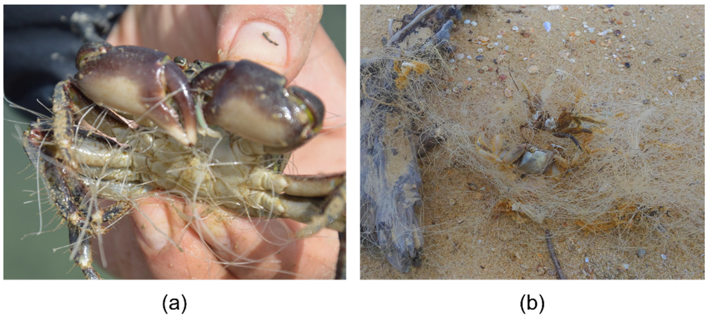 Microplastics 01 00039 g005