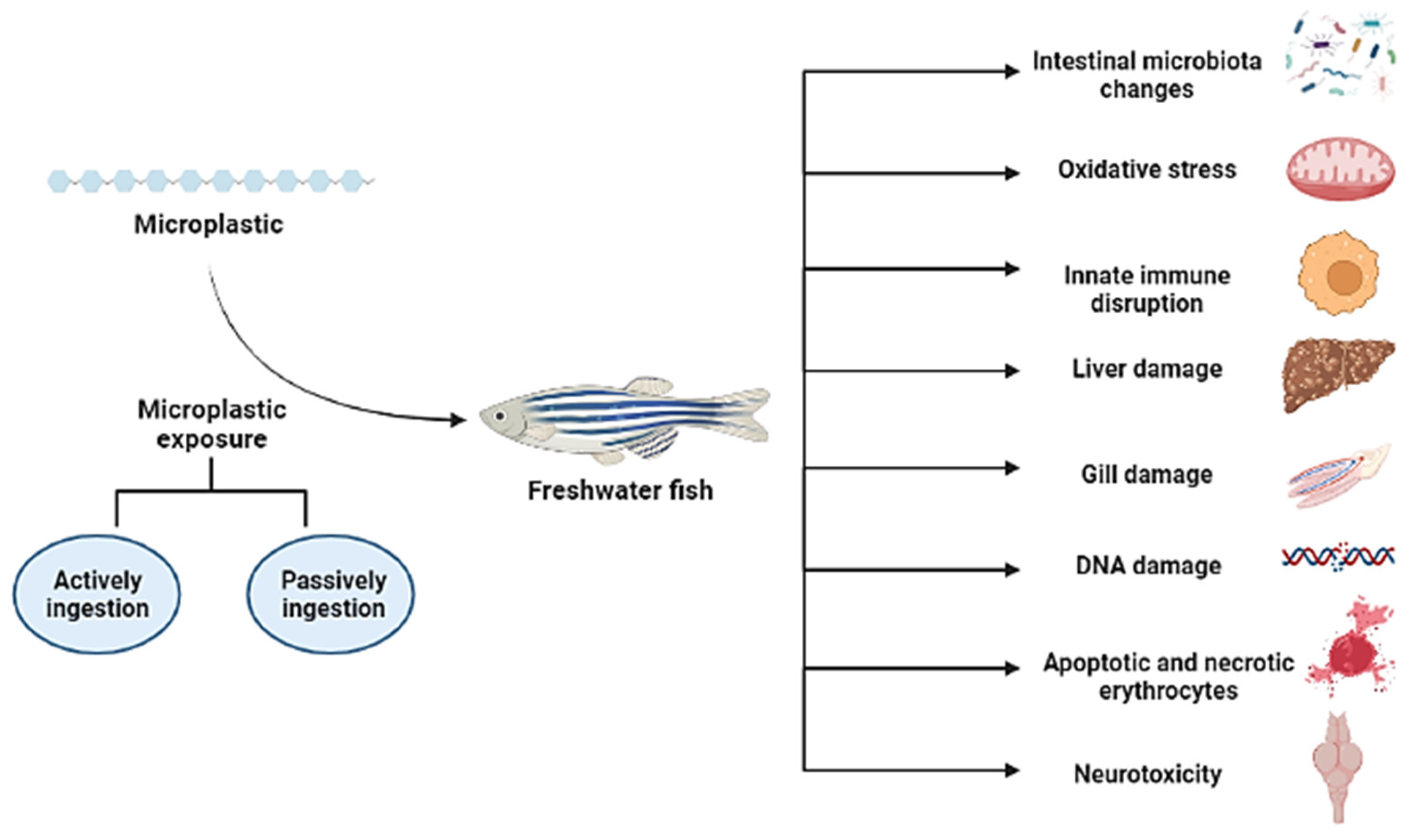 Microplastics 02 00003 g004