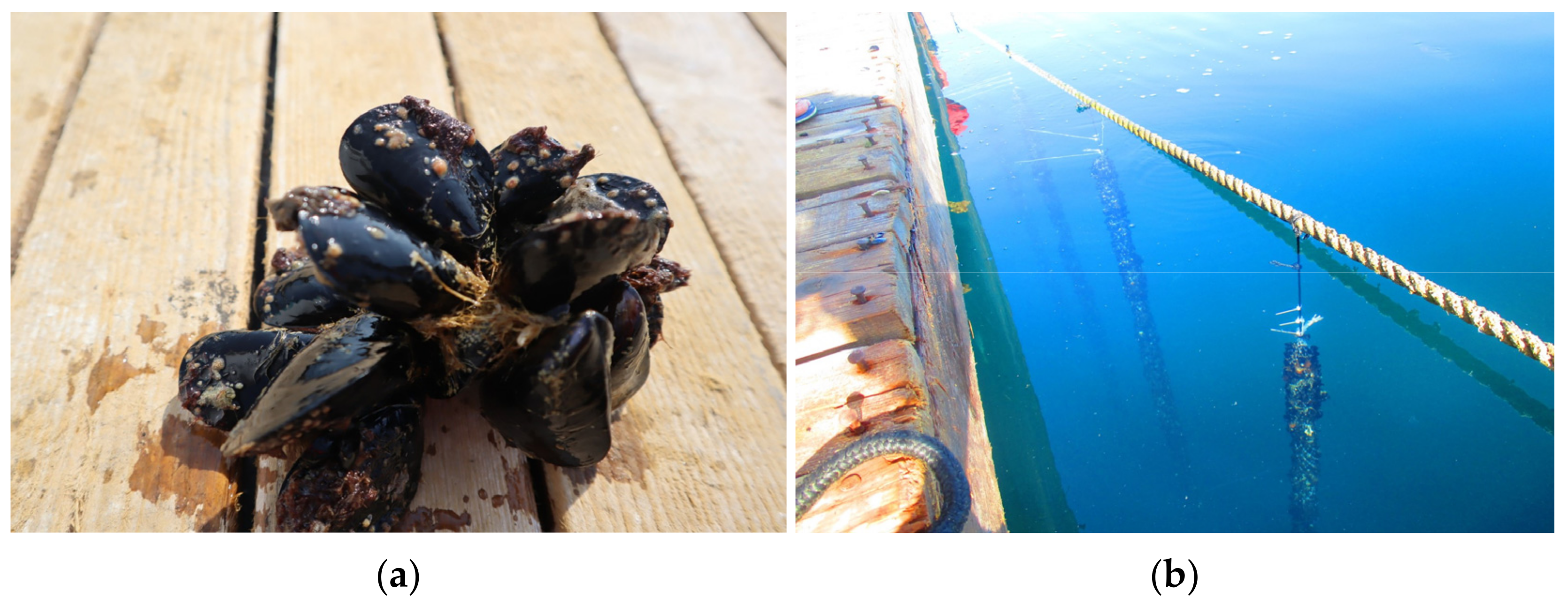 Microplastics 02 00013 g002