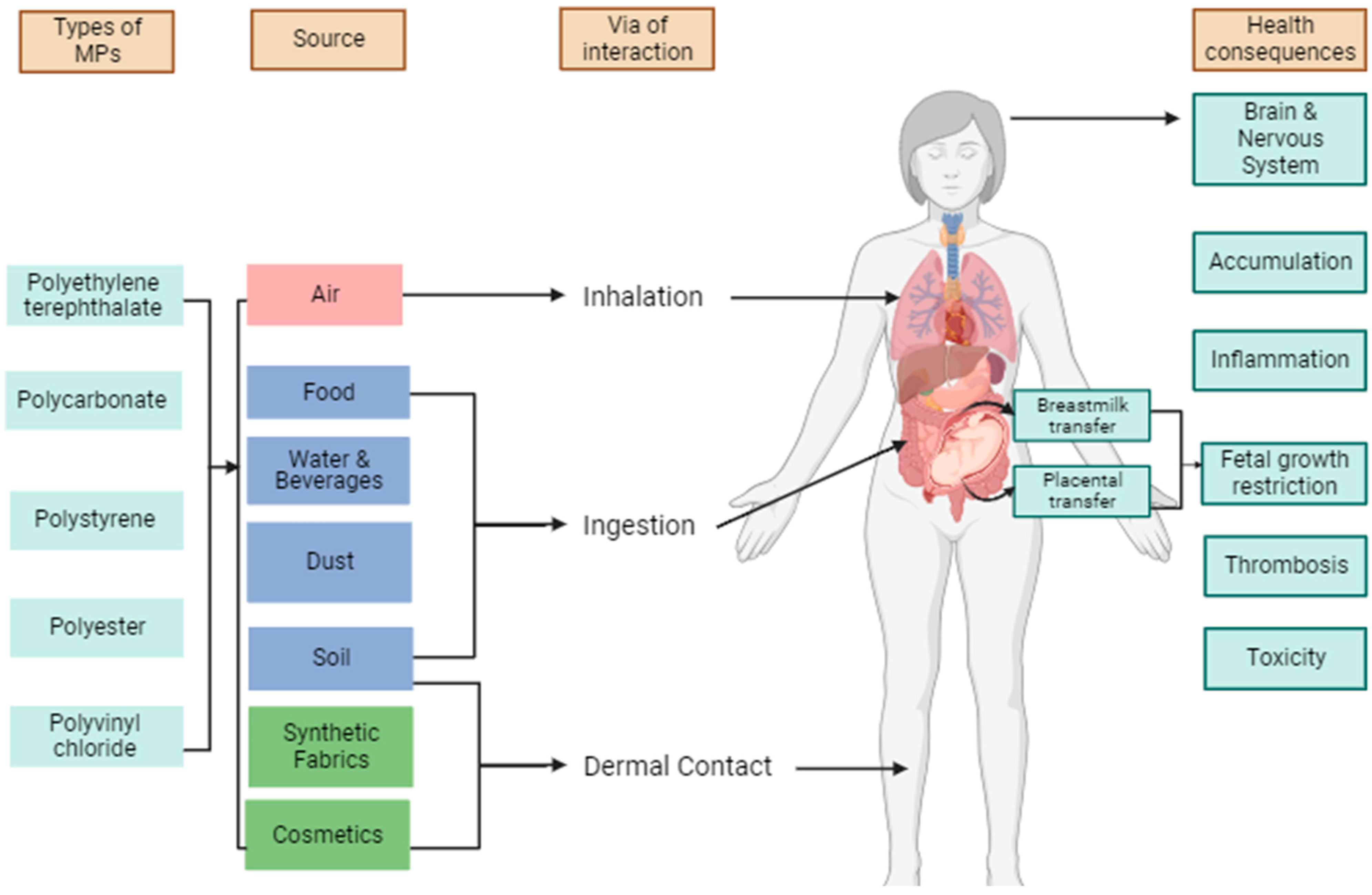 Bridging the Gaps between Microplastics and Human Health